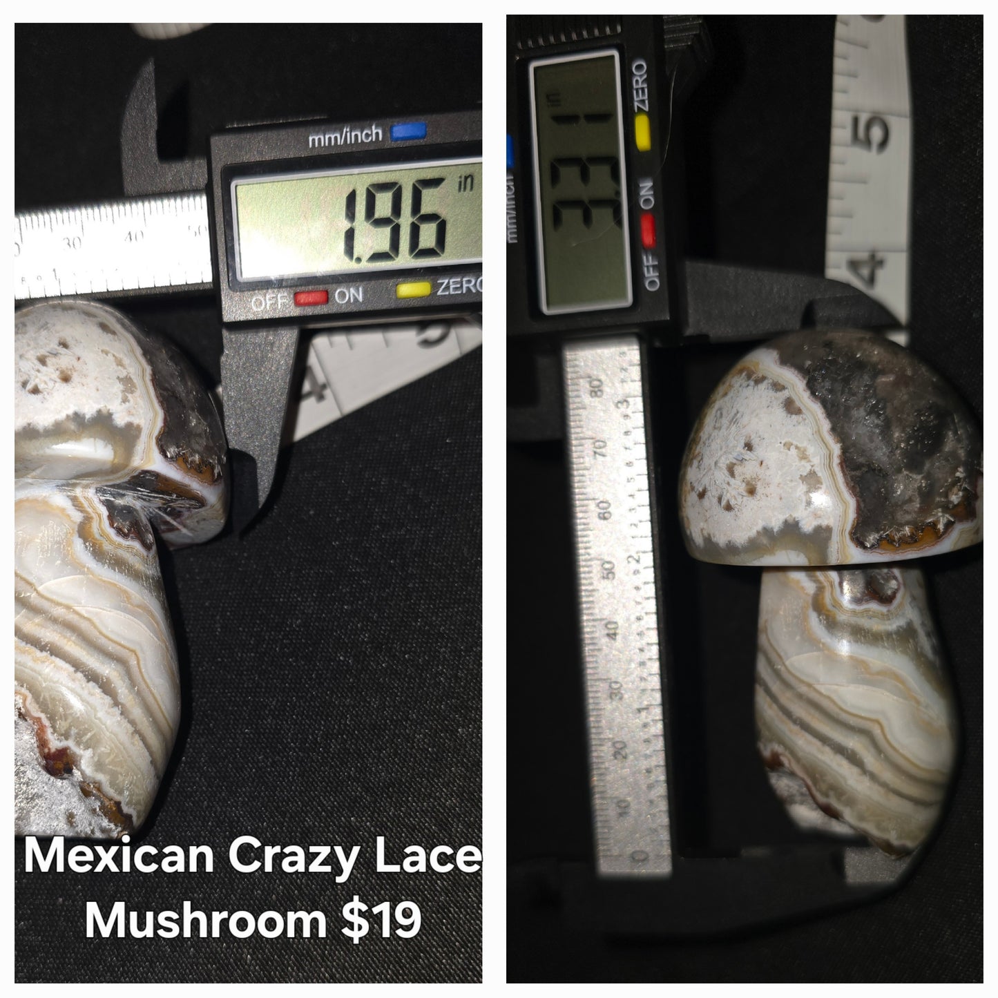 Mexican Crazy Lace Mushroom