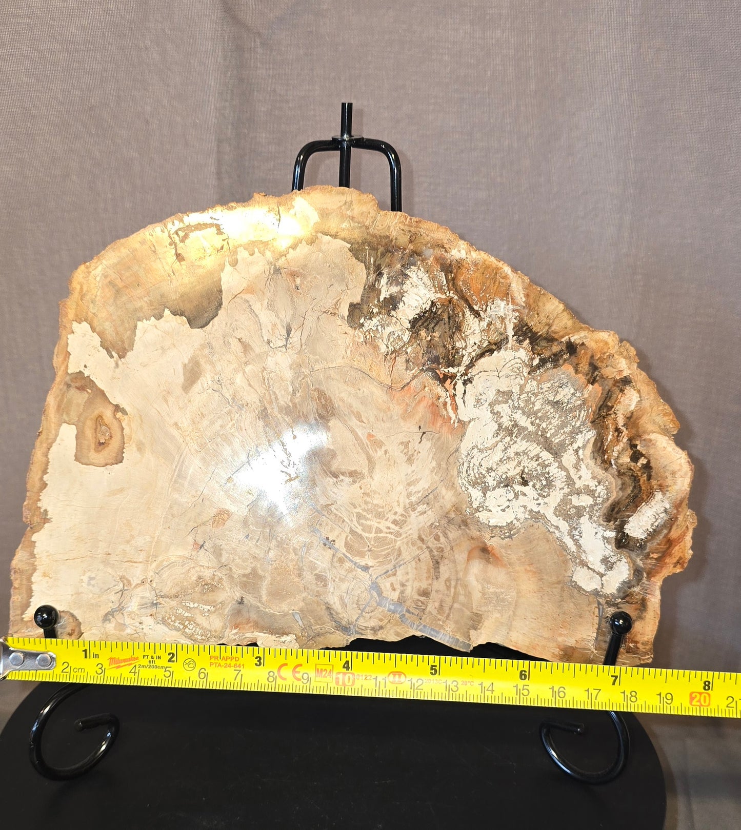 S0240 Petrified Wood Slab