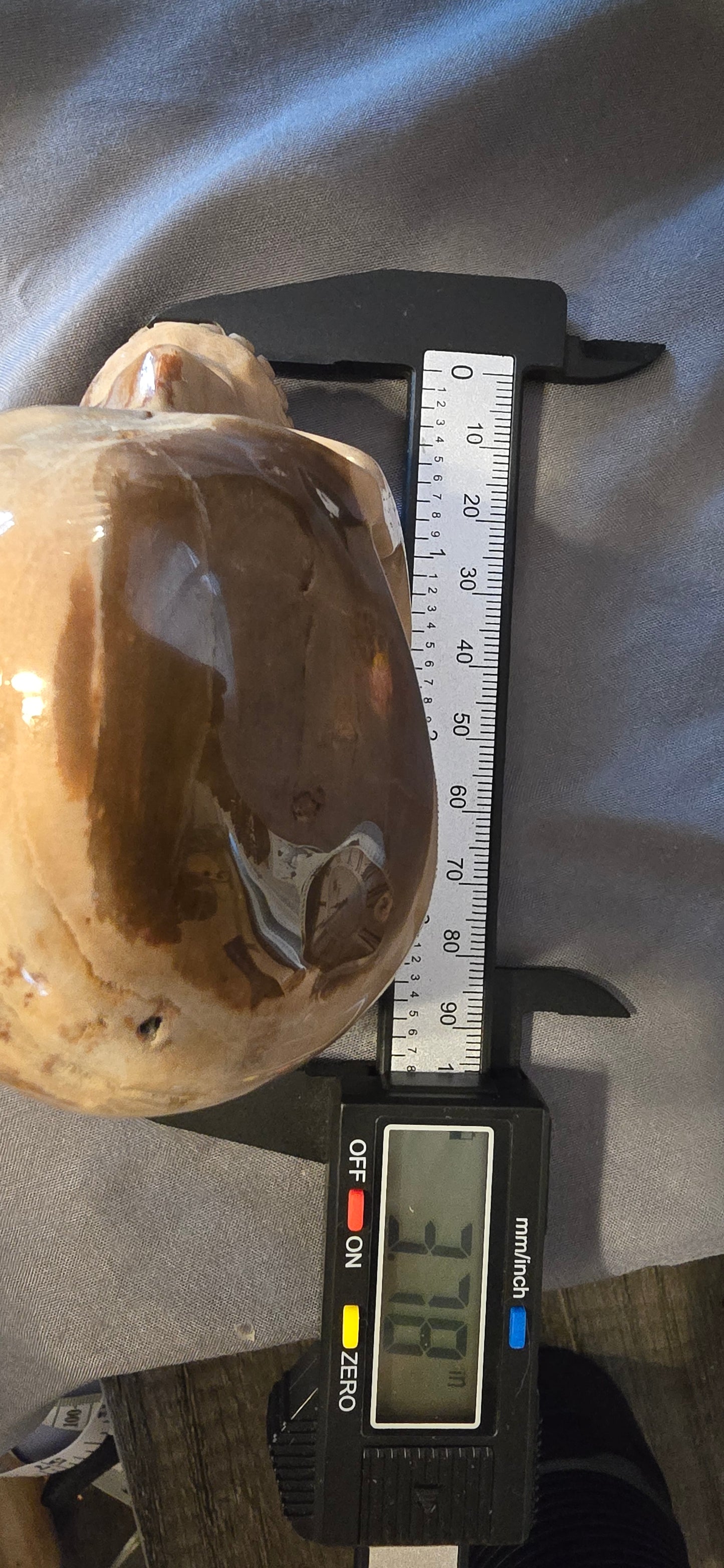 Petrified Wood Skull