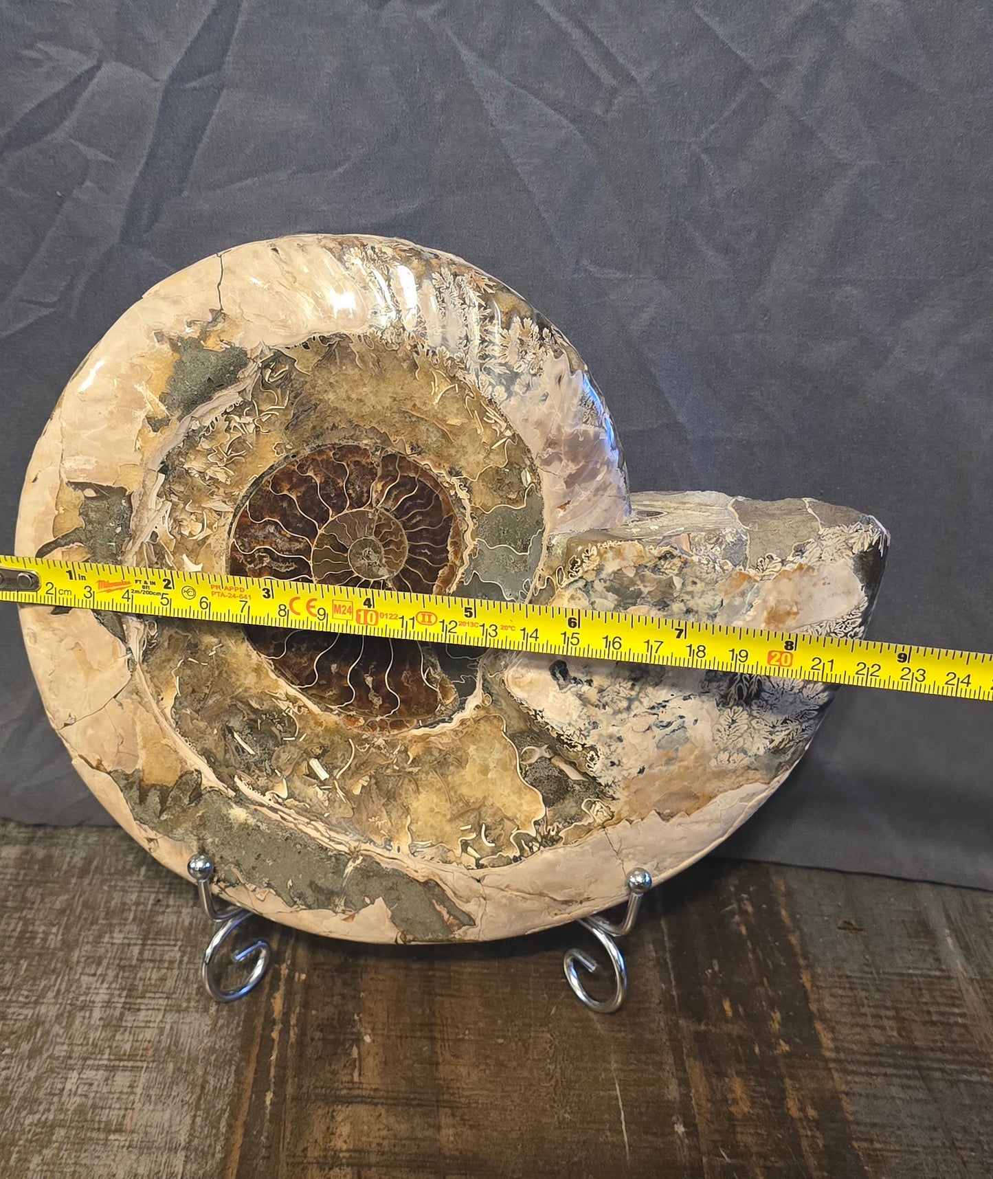 S0239 Ammonite Whole