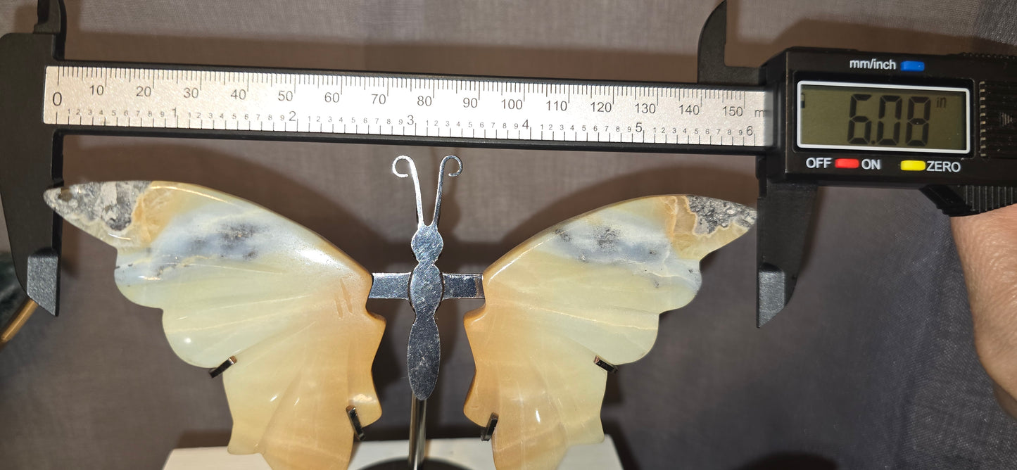 Caribbean Calcite Butterfly