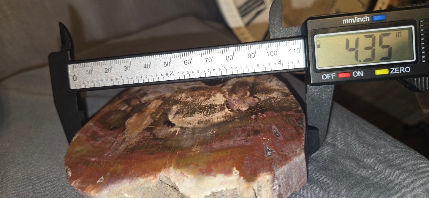 Petrified Wood Slab