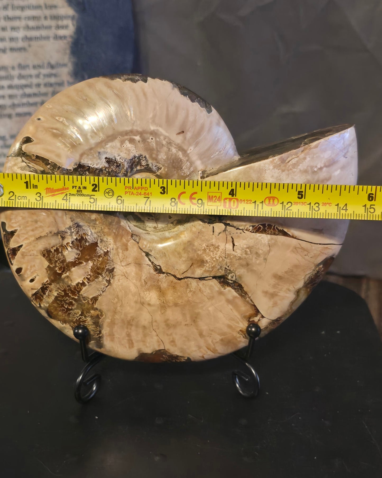 Ammonite