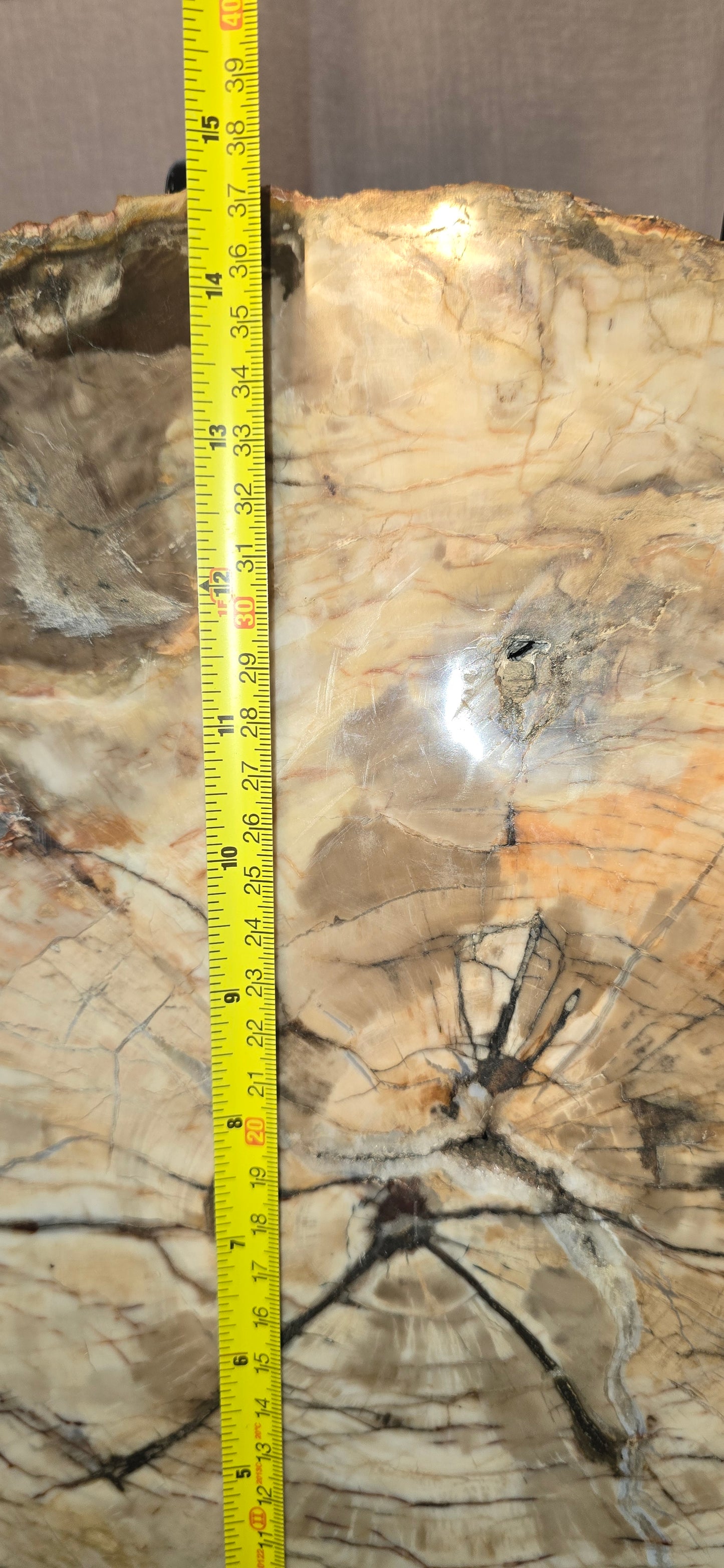 S0319 Petrified Wood Slab