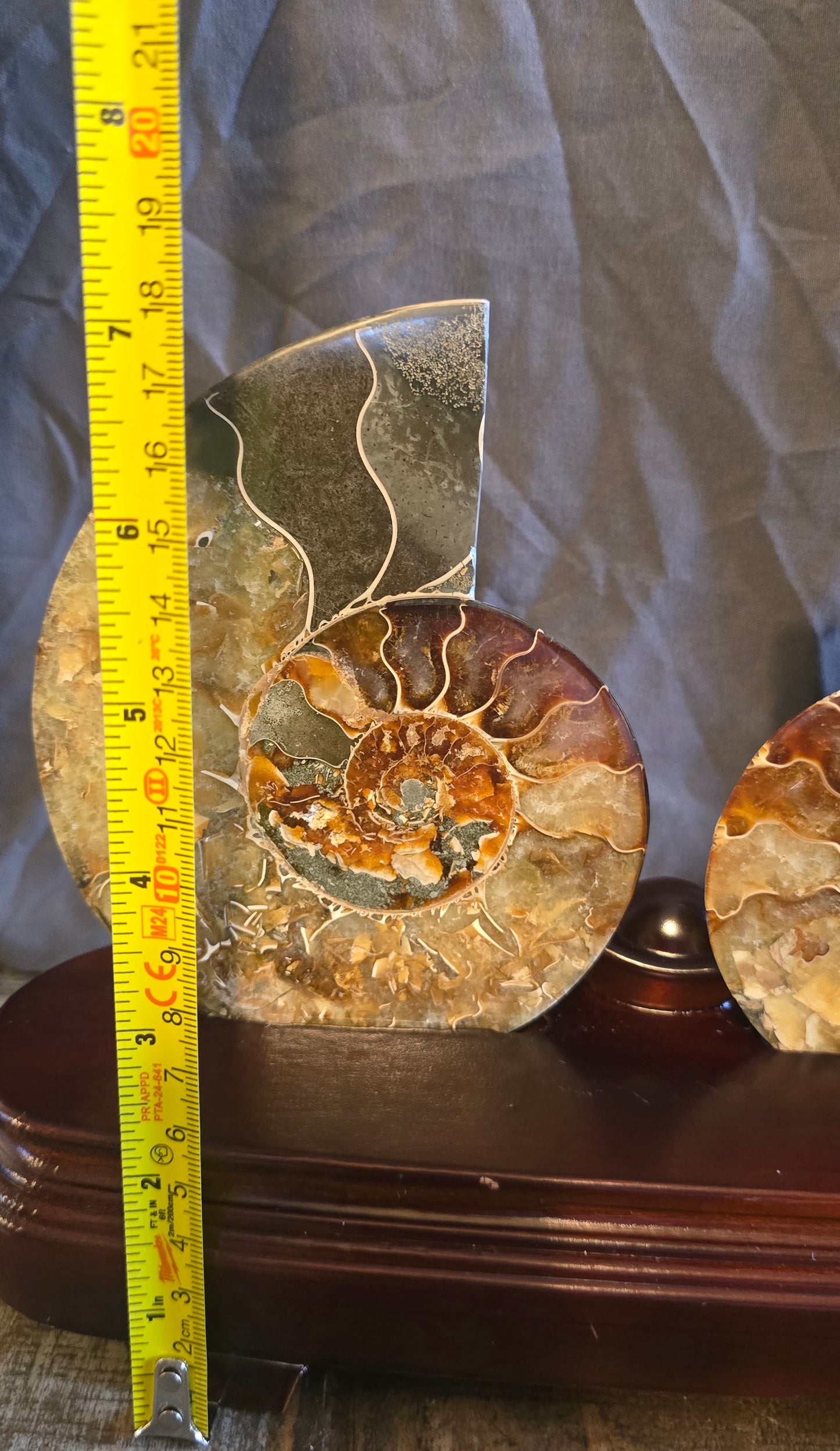 S0236 Ammonite Pair