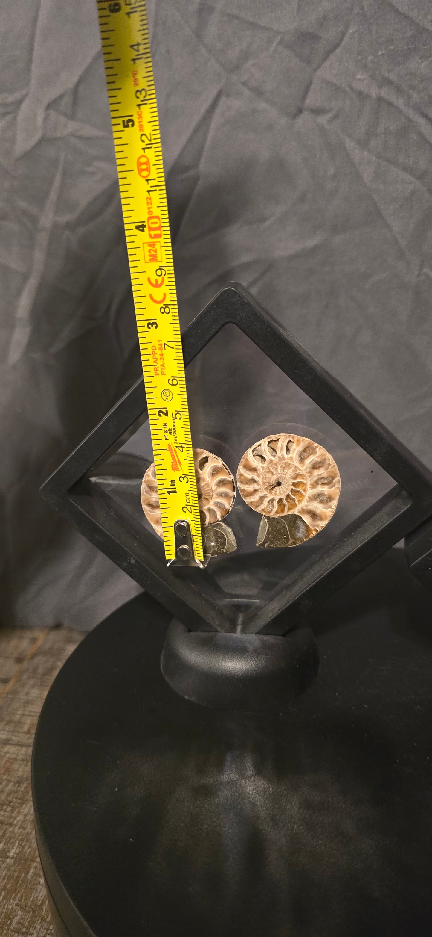 S0246 Ammonite Pair in Display Case