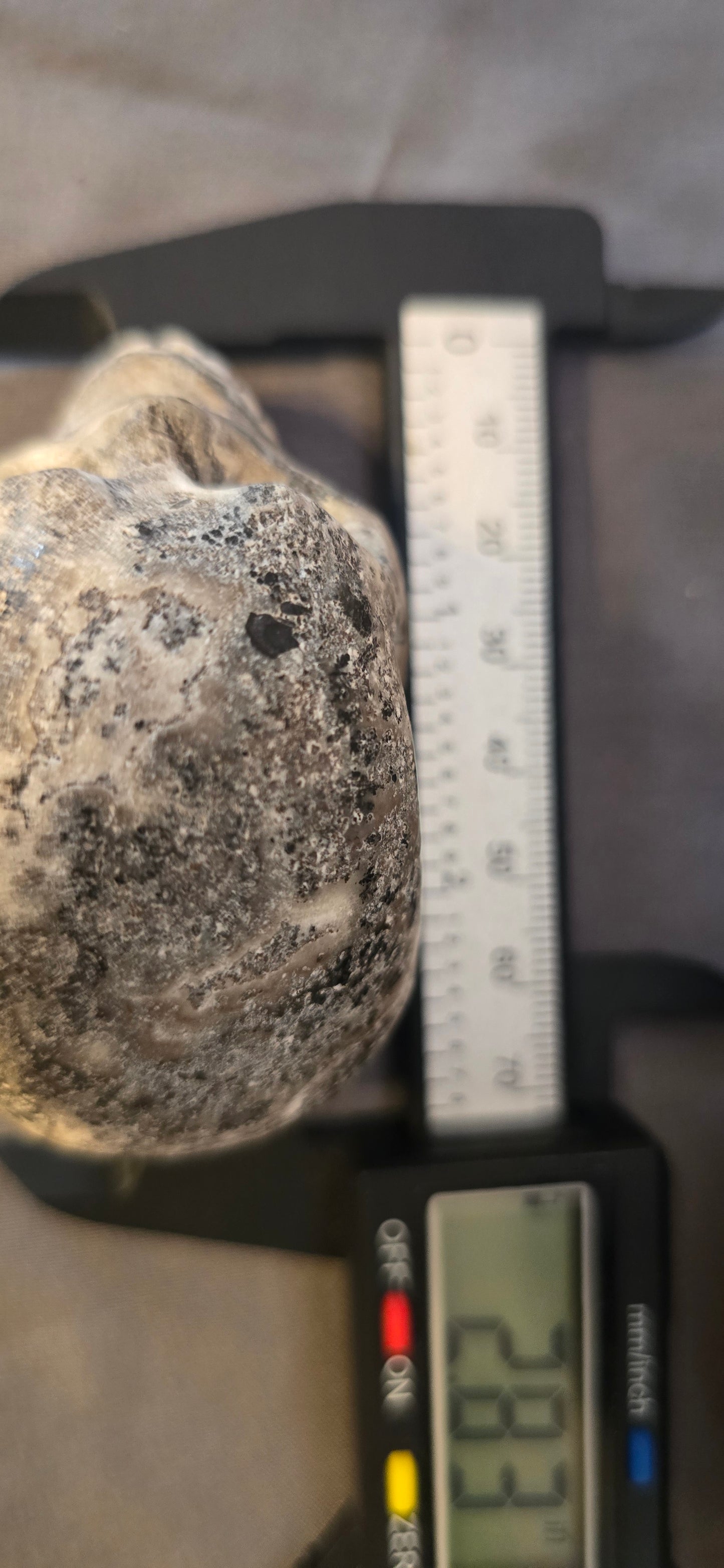 Dendric Calcite Skull