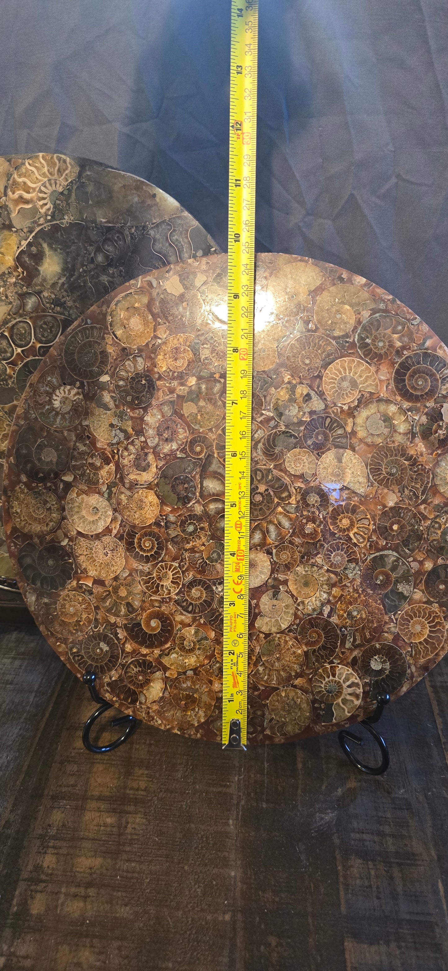 S0232 Ammonite Plate