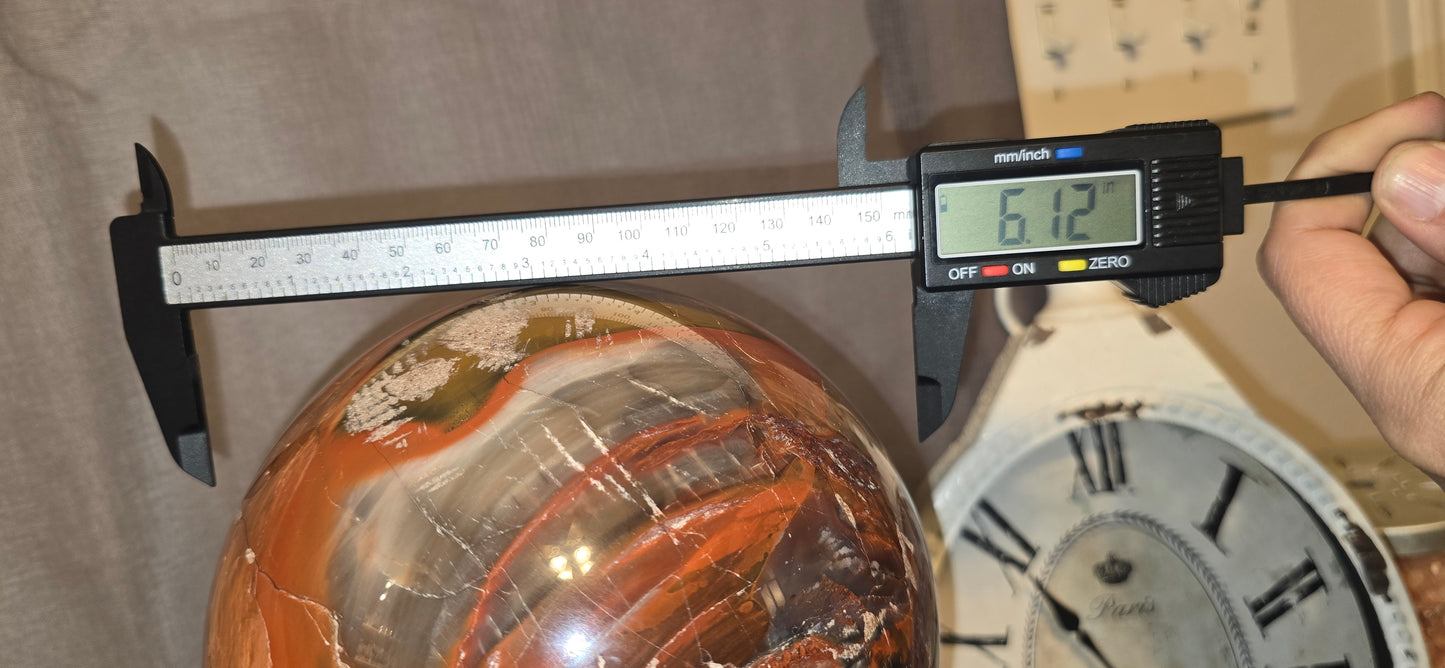 Petrified Wood 6.25" Sphere