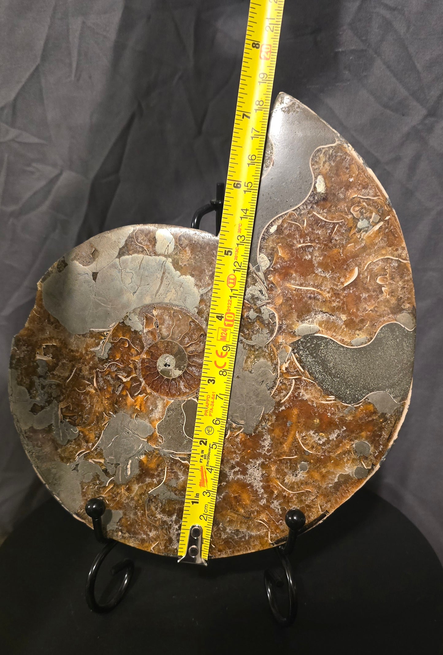 S0240 Ammonite Half