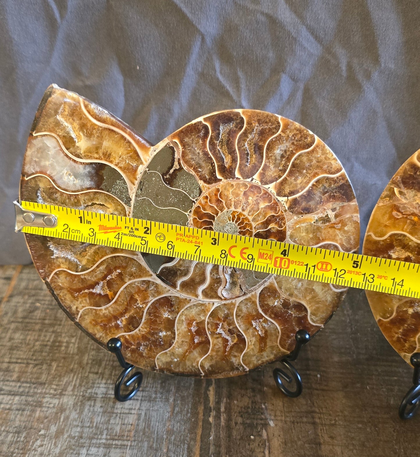S0238 Ammonite Pair