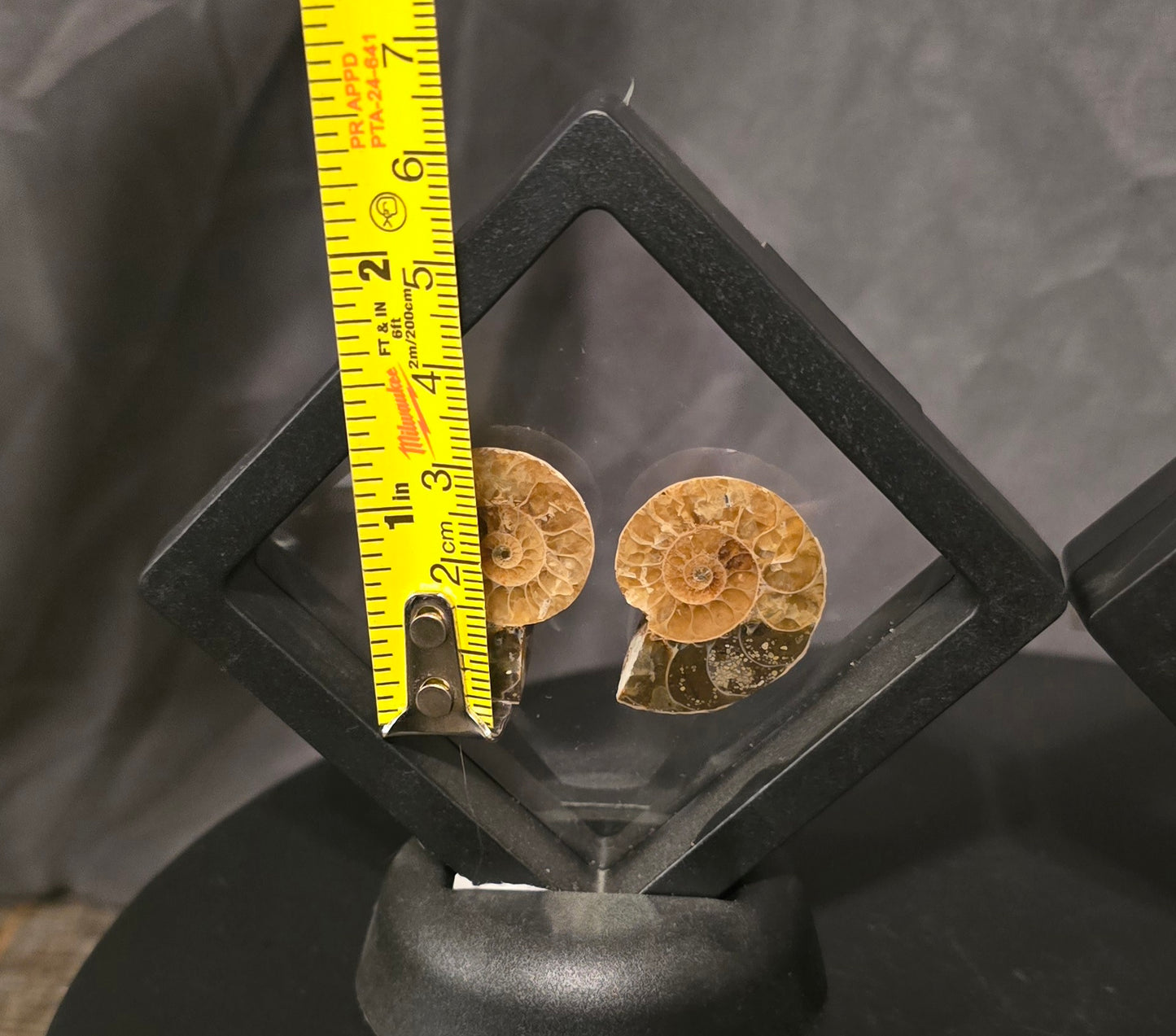 S0248 Ammonite Pair in Display Case