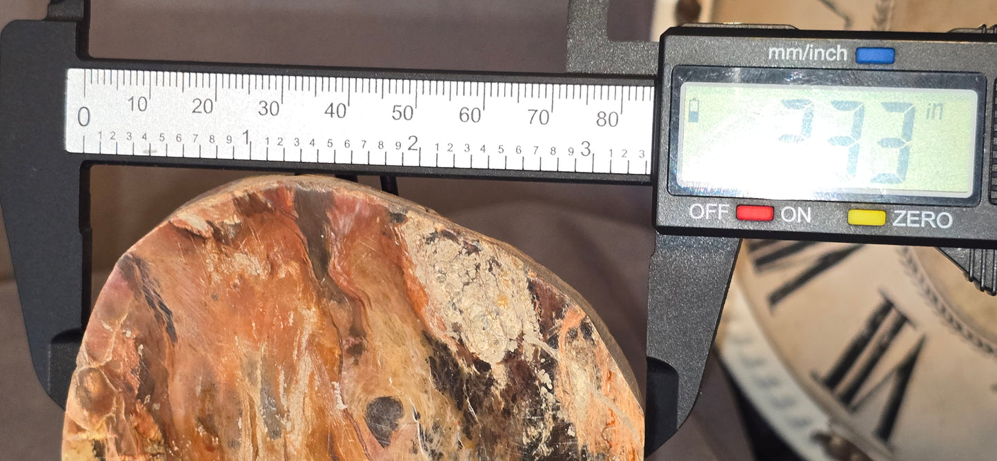 Petrified Wood Slab & Stand