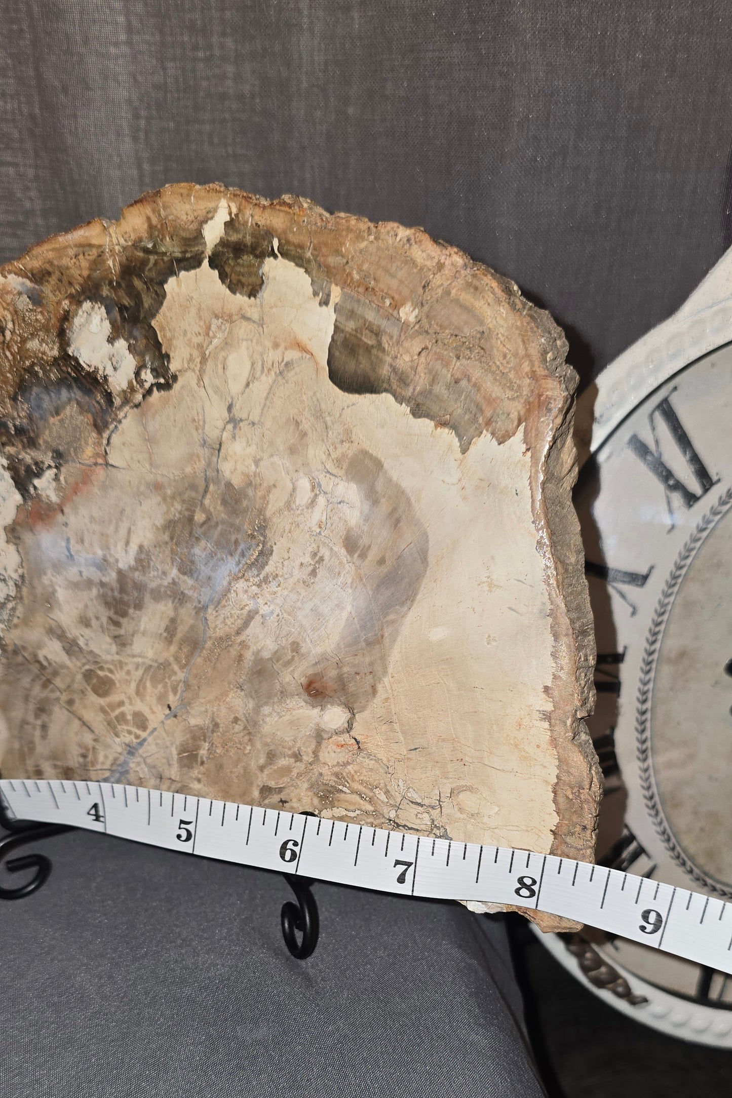 Petrified Wood Slab & Stand