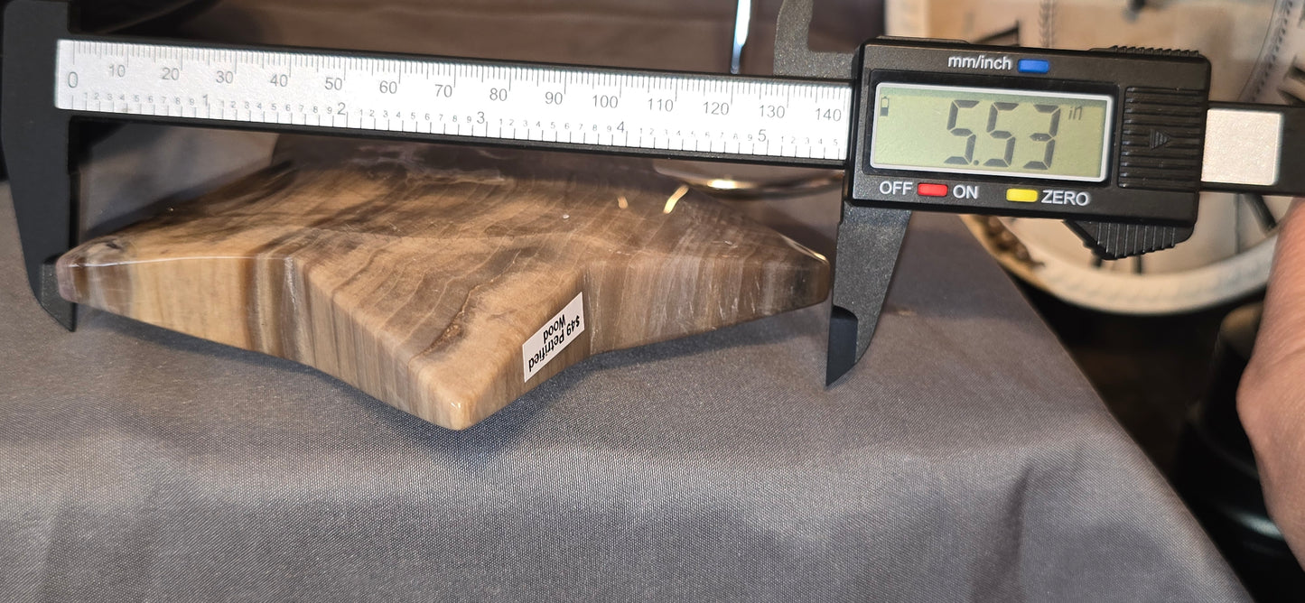 Petrified Wood Star & Stand