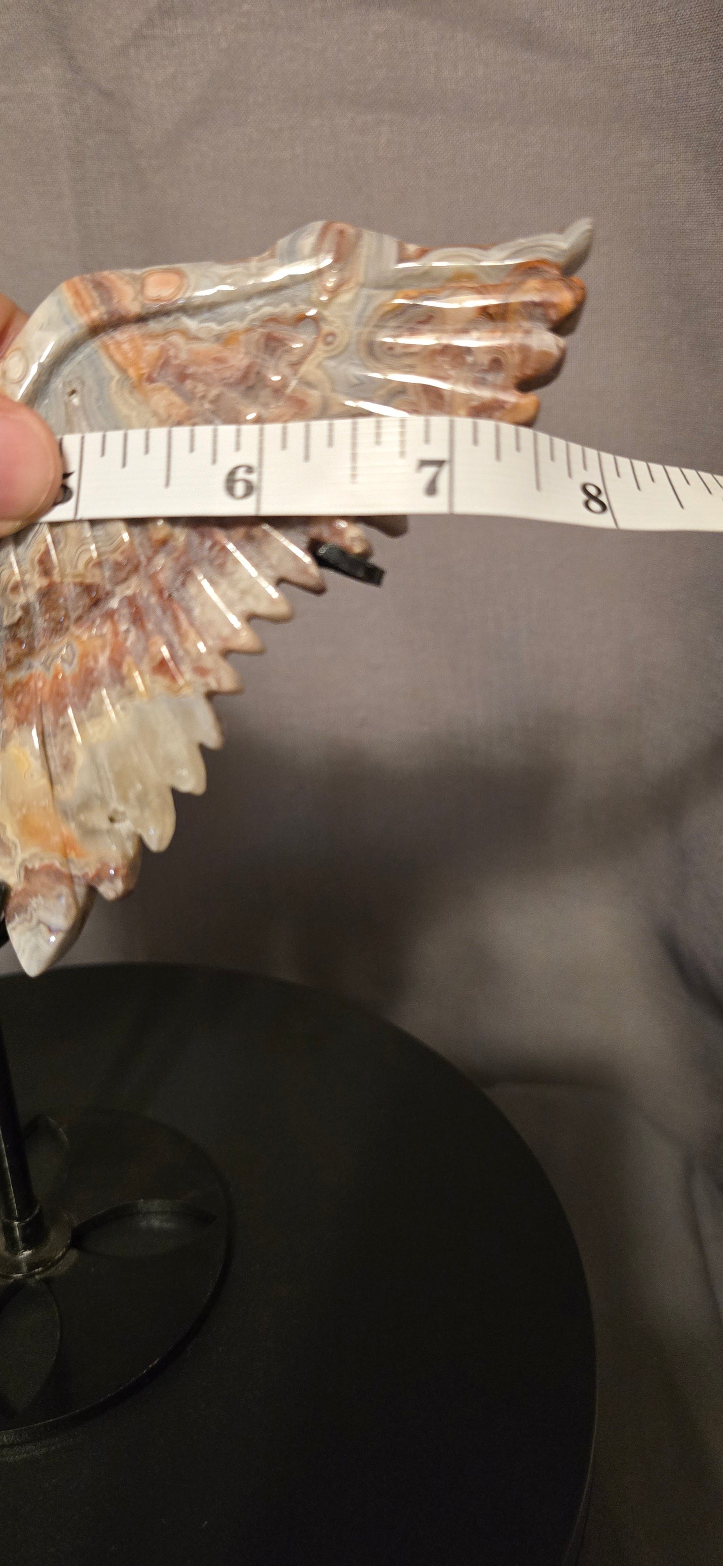 Mexican Crazy Lace Butterfly