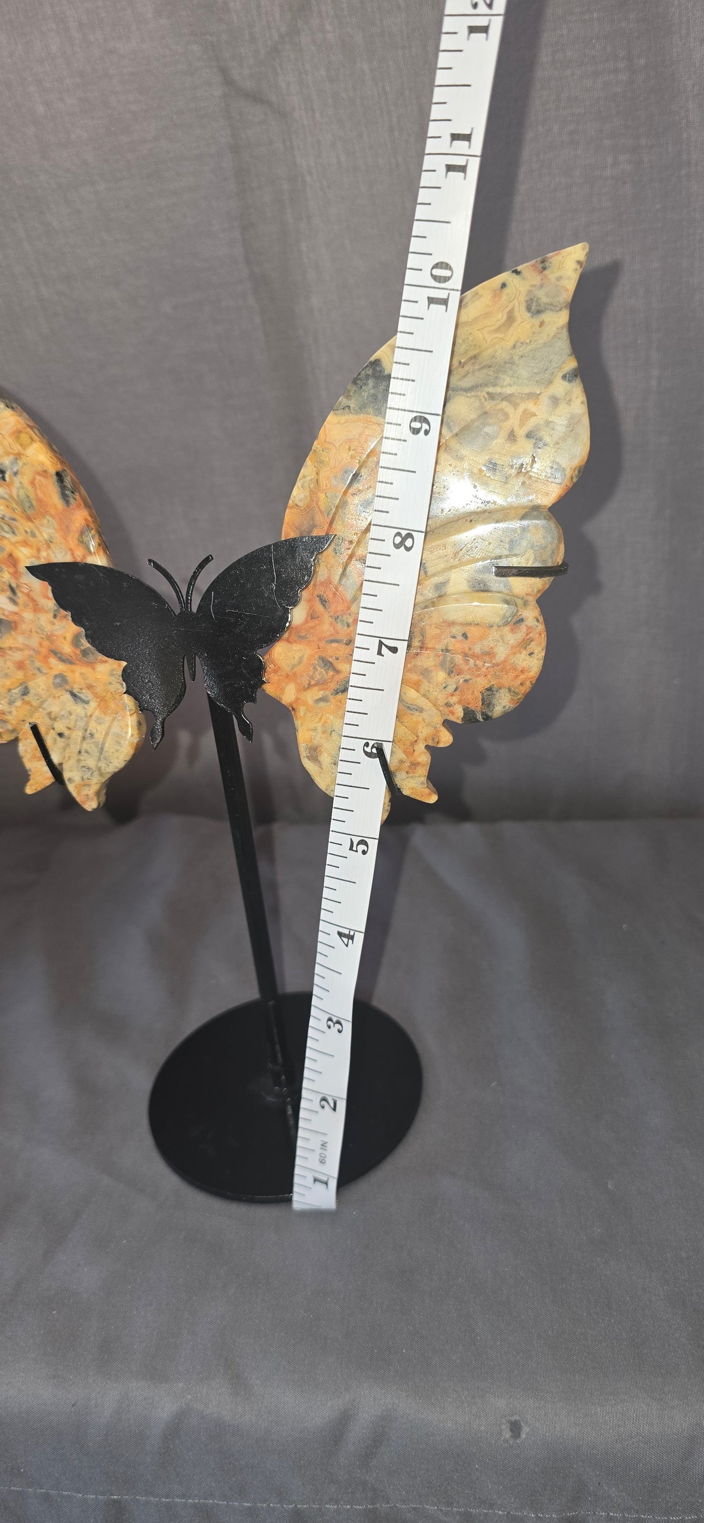 Mexican Crazy Lace Butterfly