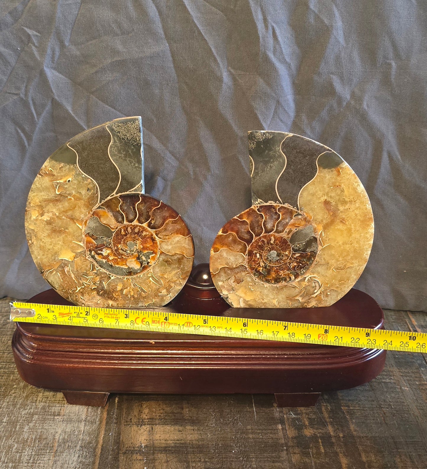 S0236 Ammonite Pair