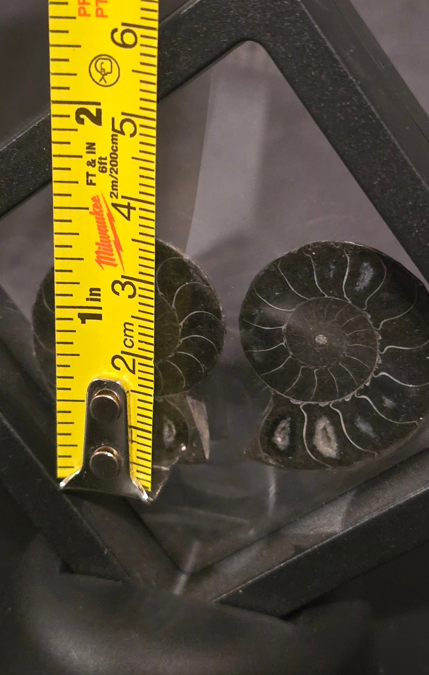 S0247 Black Ammonite Pair in Display Case