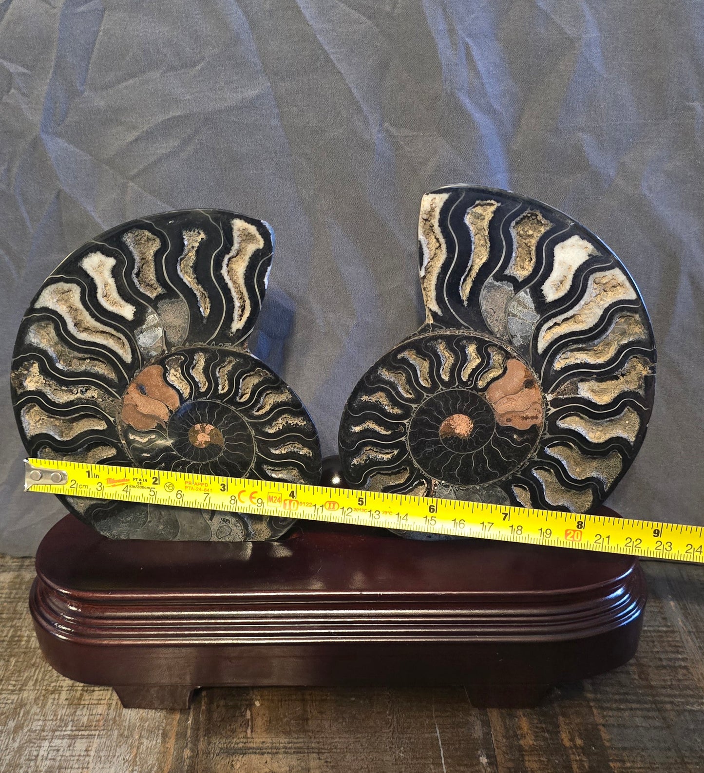 S0233 Ammonite Pair