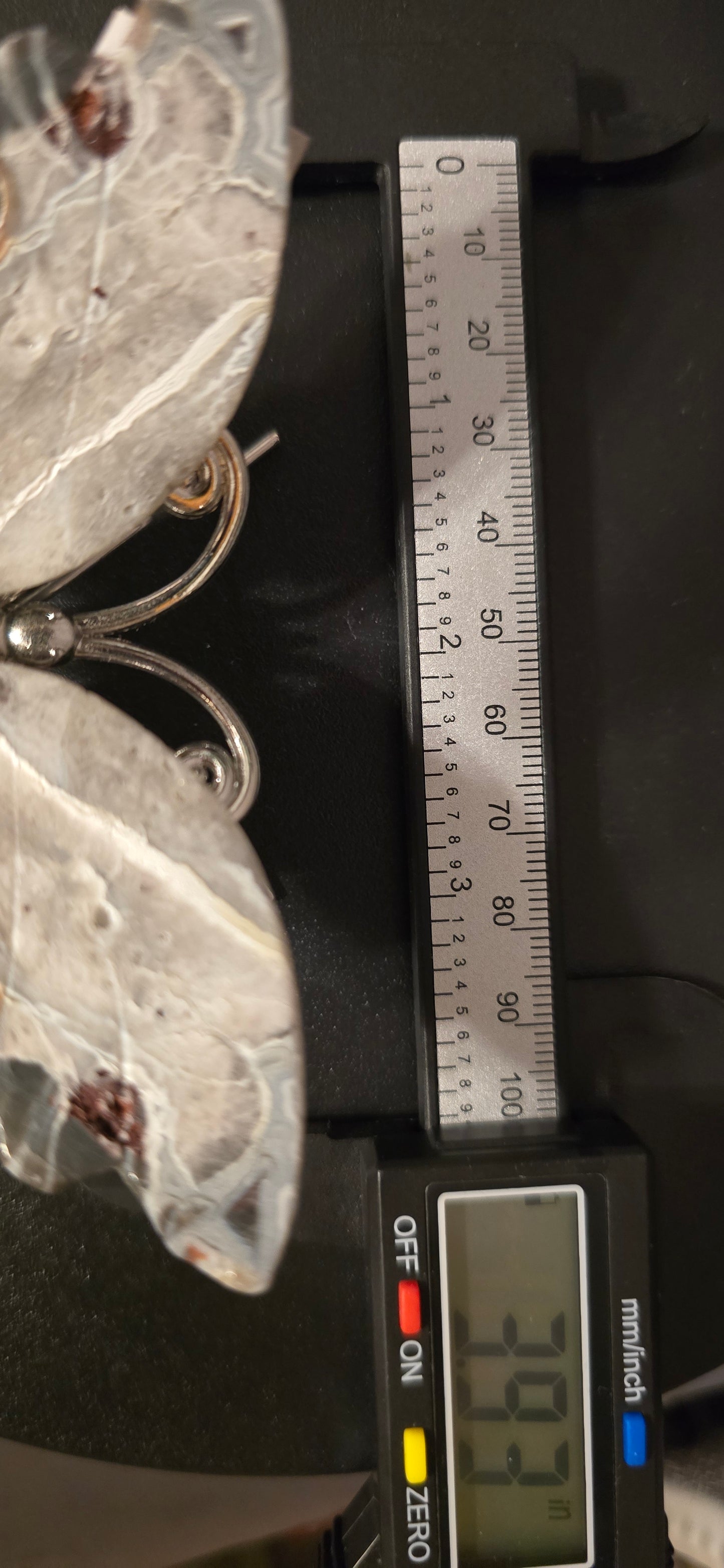 Mexican Crazy Lace Butterfly