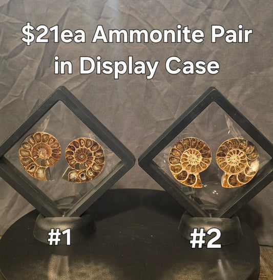 S0245 Ammonite in Display Cass