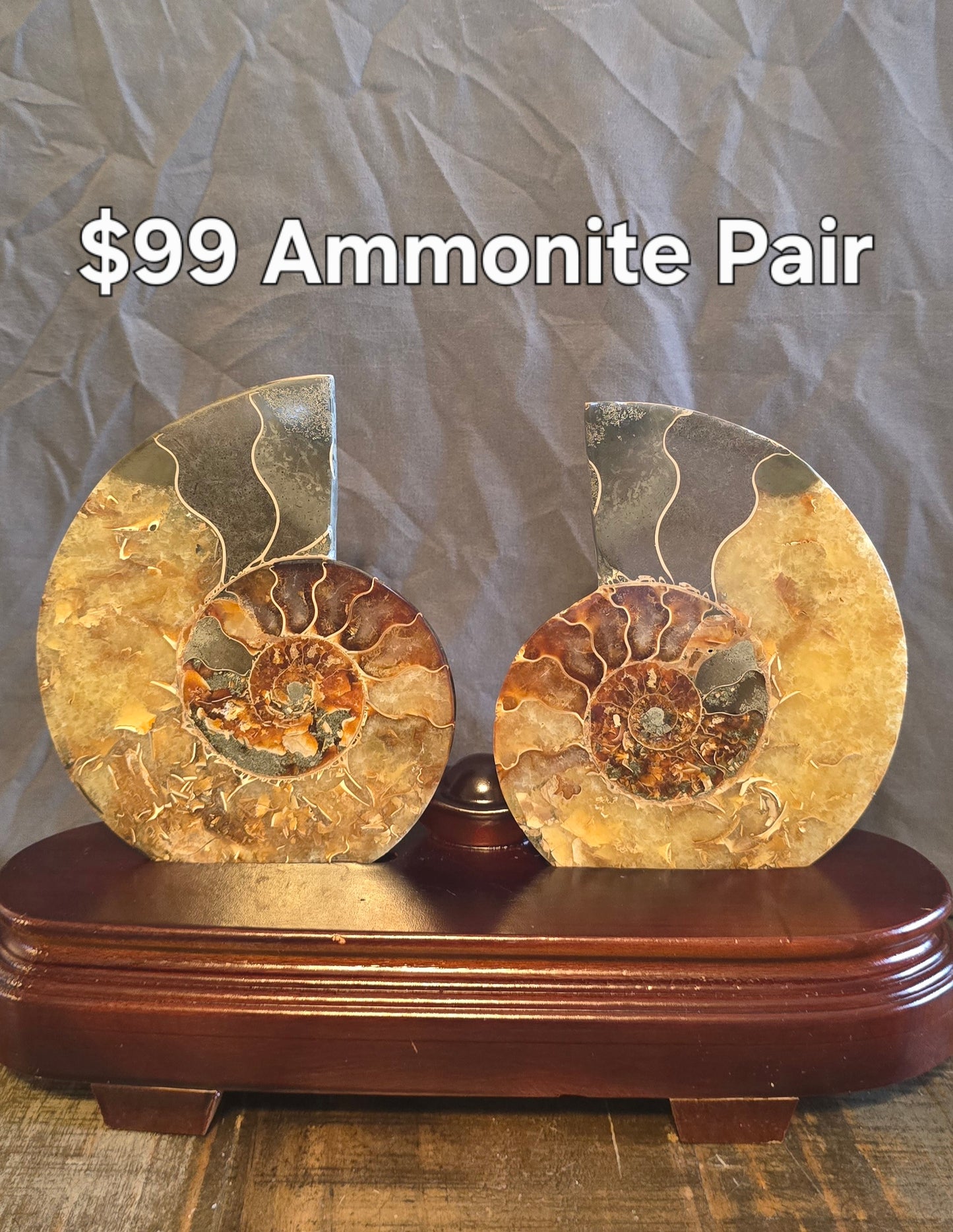 S0236 Ammonite Pair