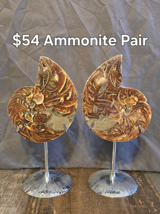 S0239 Ammonite Pair