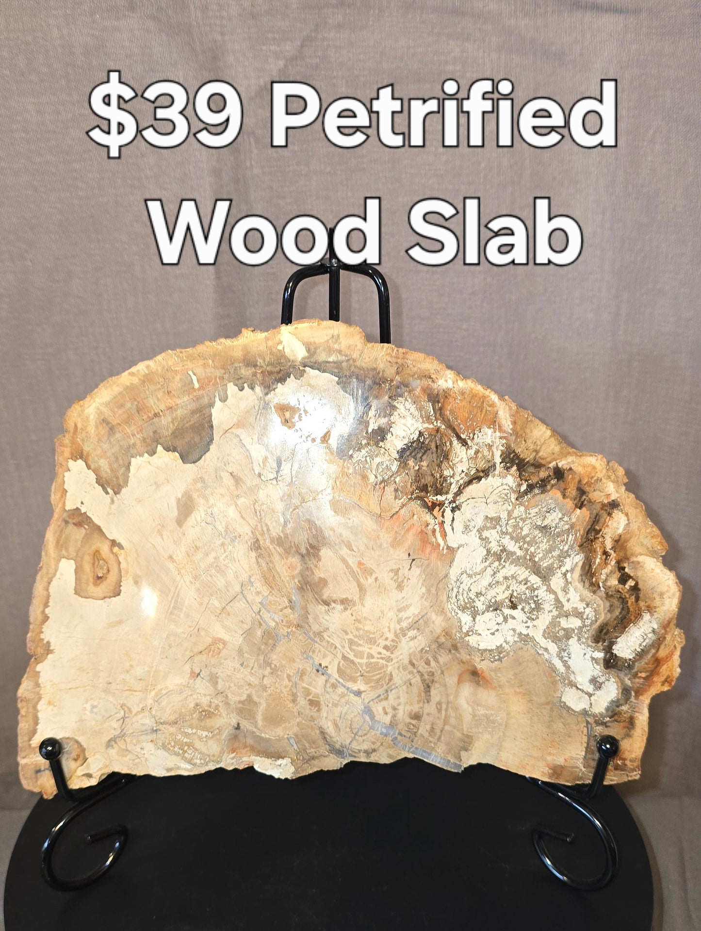 S0240 Petrified Wood Slab
