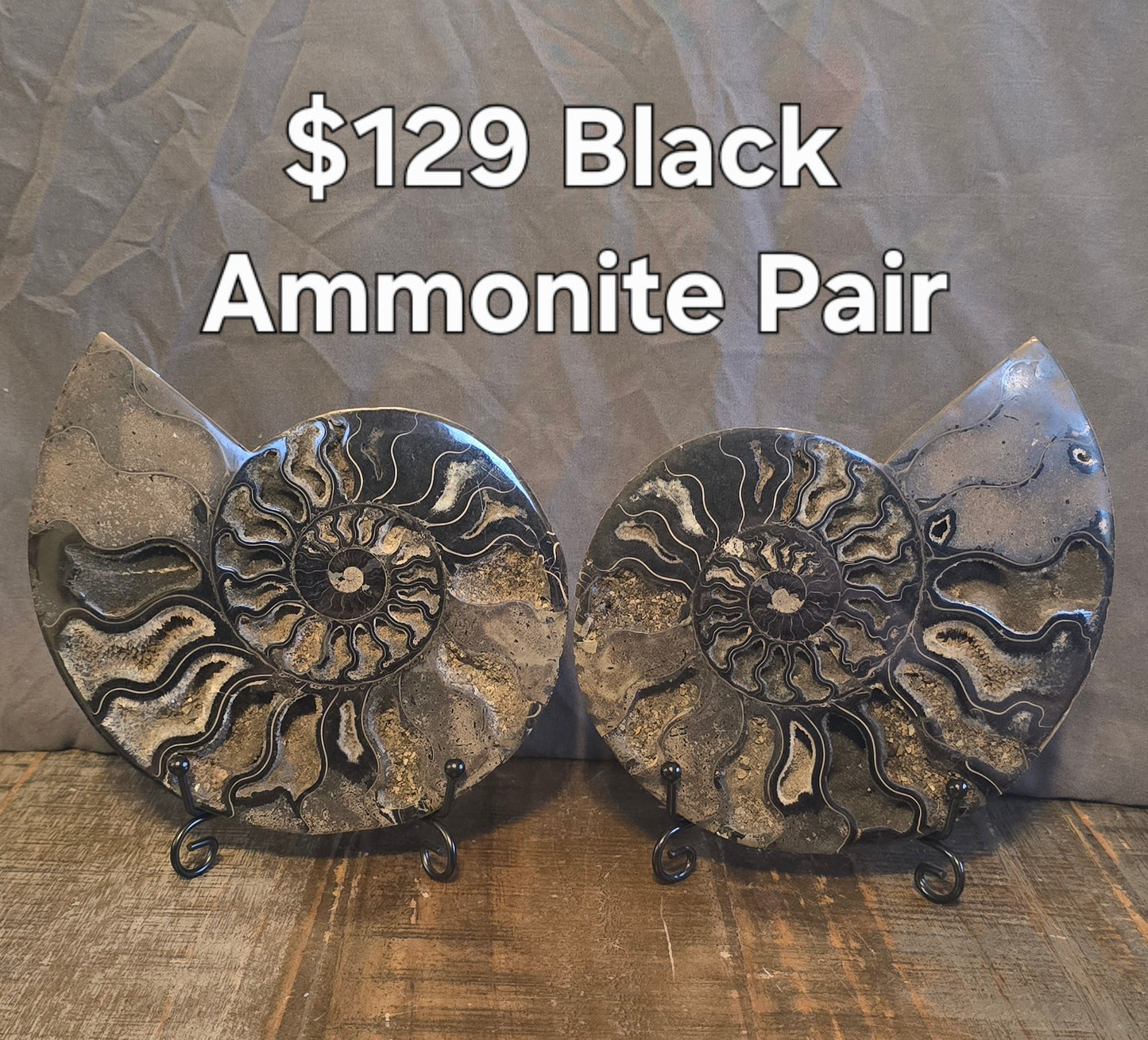 S0234 Black Ammonite Pair