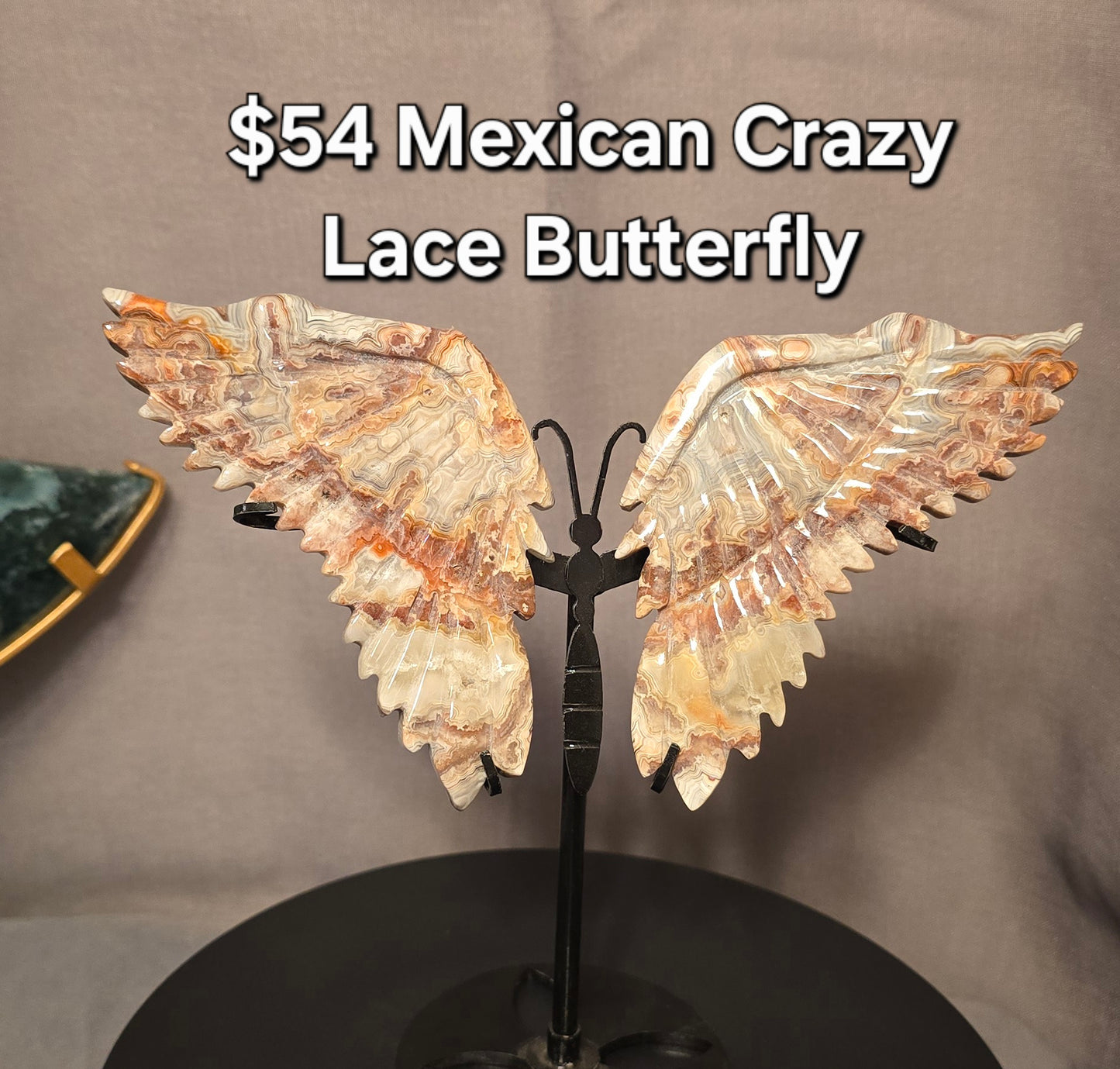 Mexican Crazy Lace Butterfly