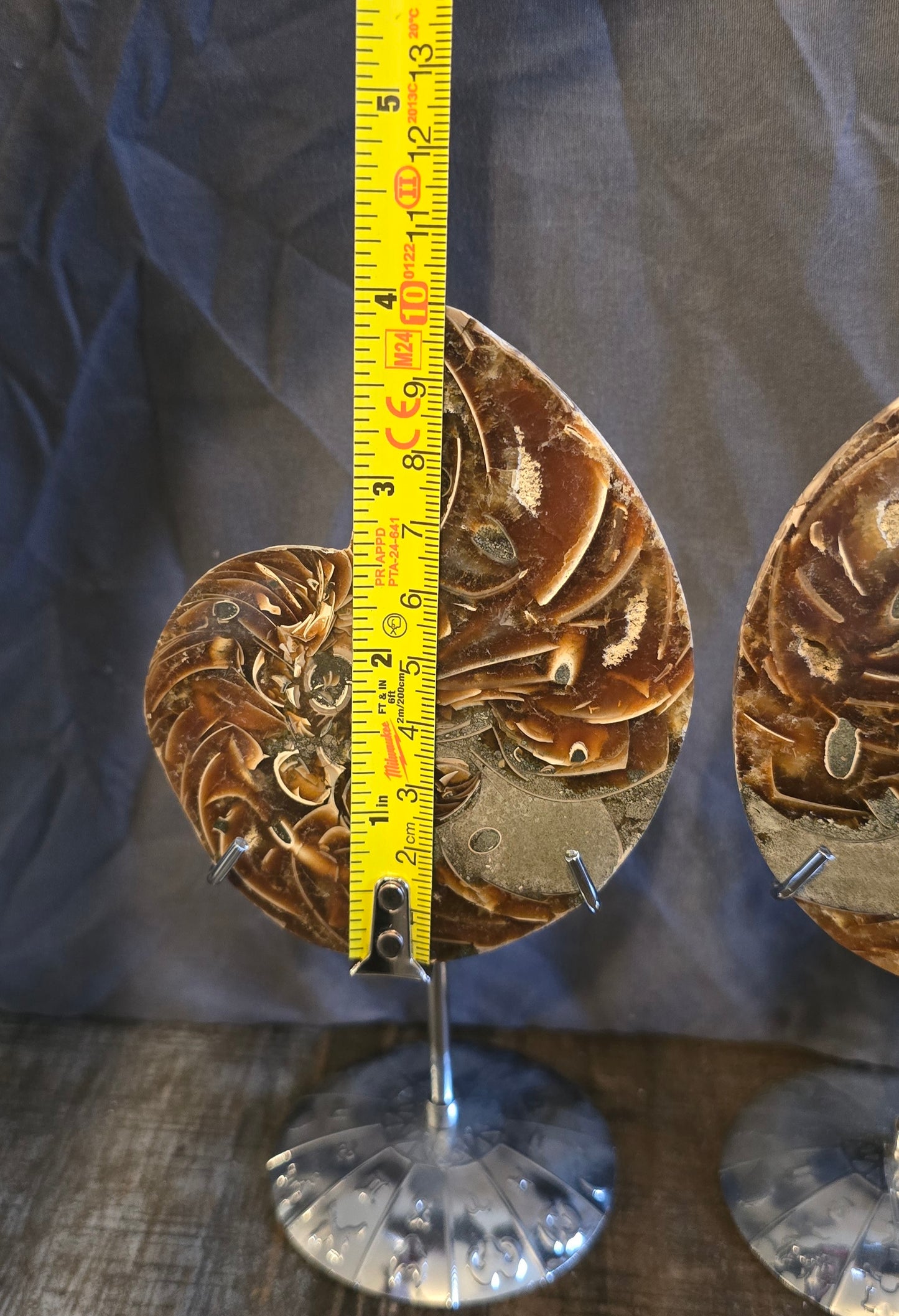 S0239 Ammonite Pair