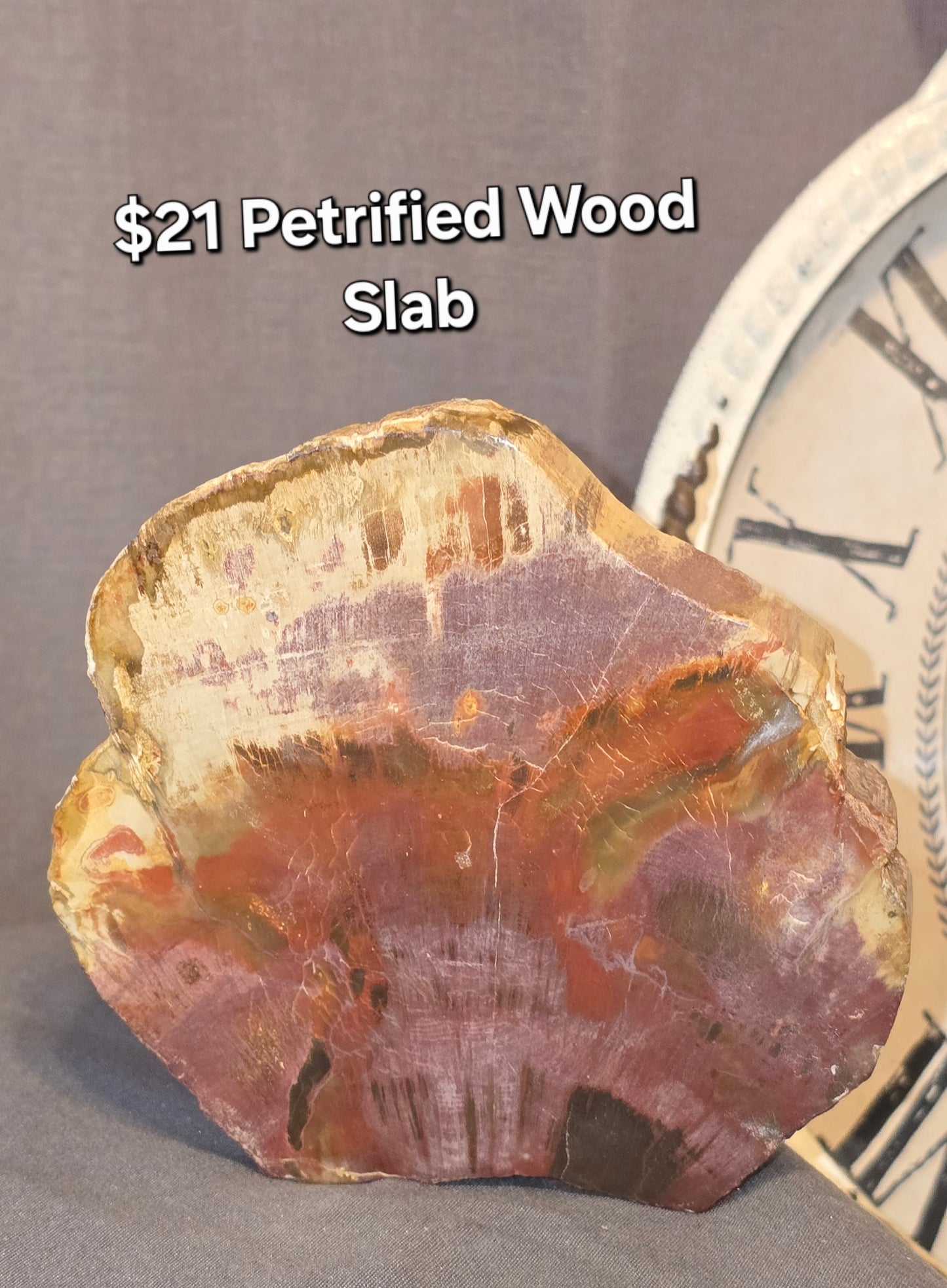 Petrified Wood Slab