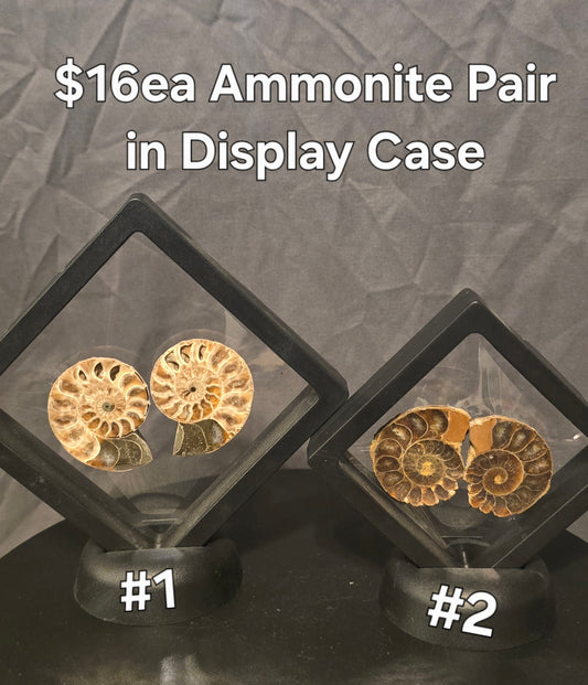 S0246 Ammonite Pair in Display Case