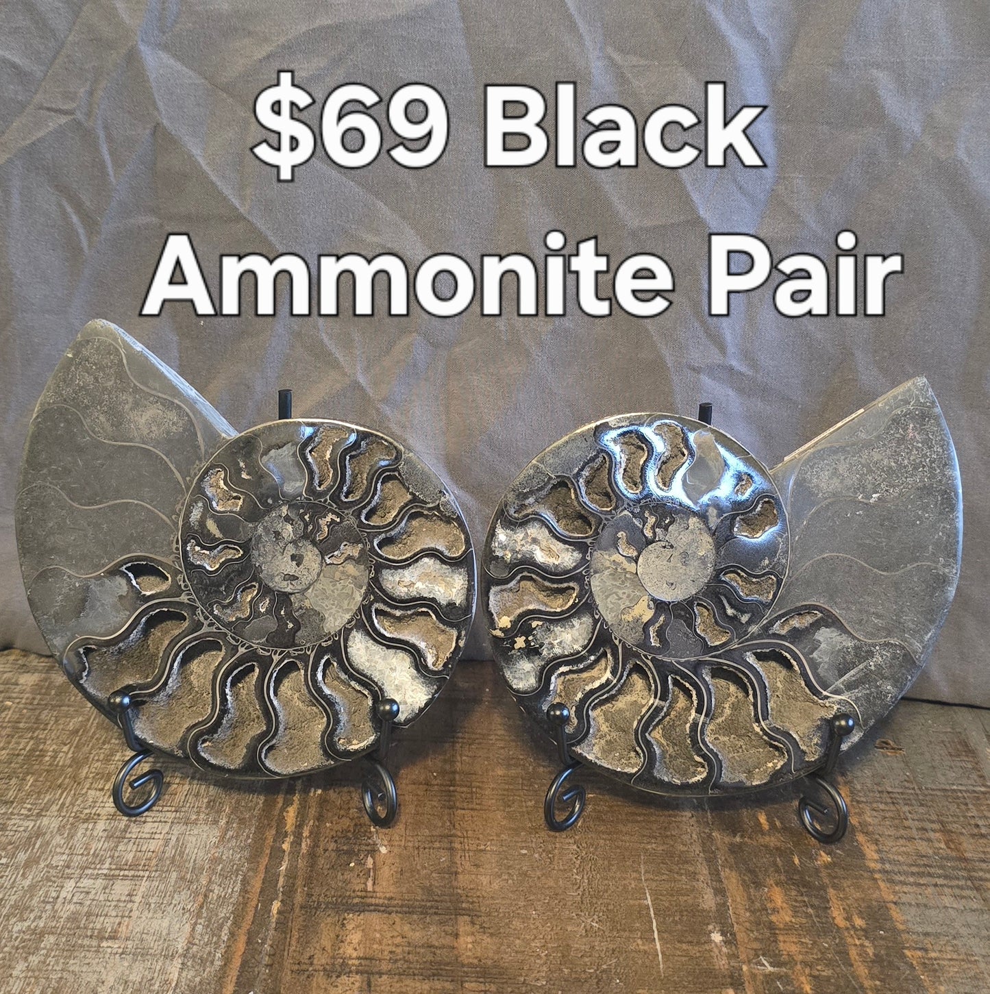 S0235 Black Ammonite Pair