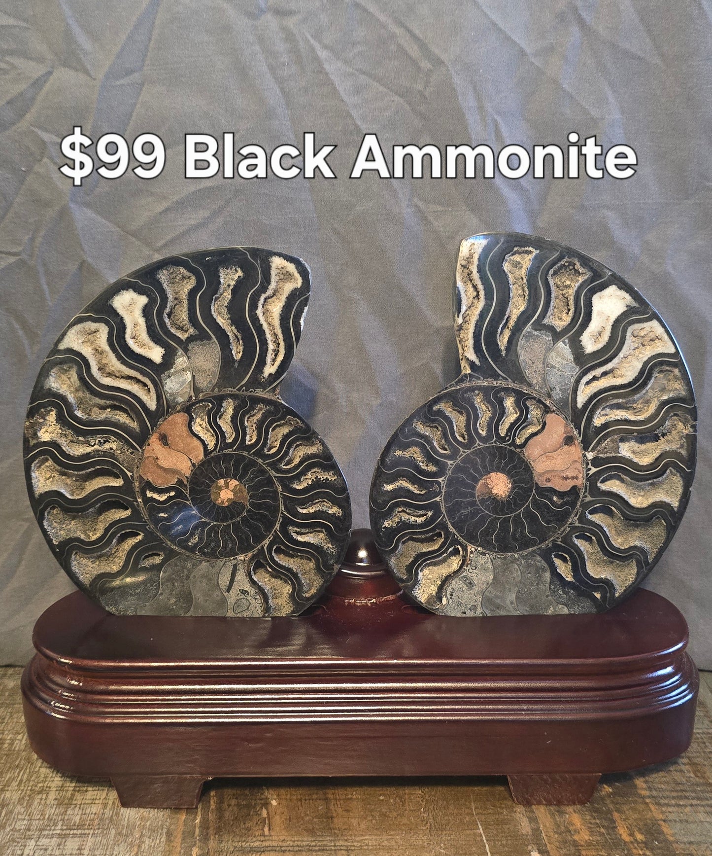 S0233 Ammonite Pair