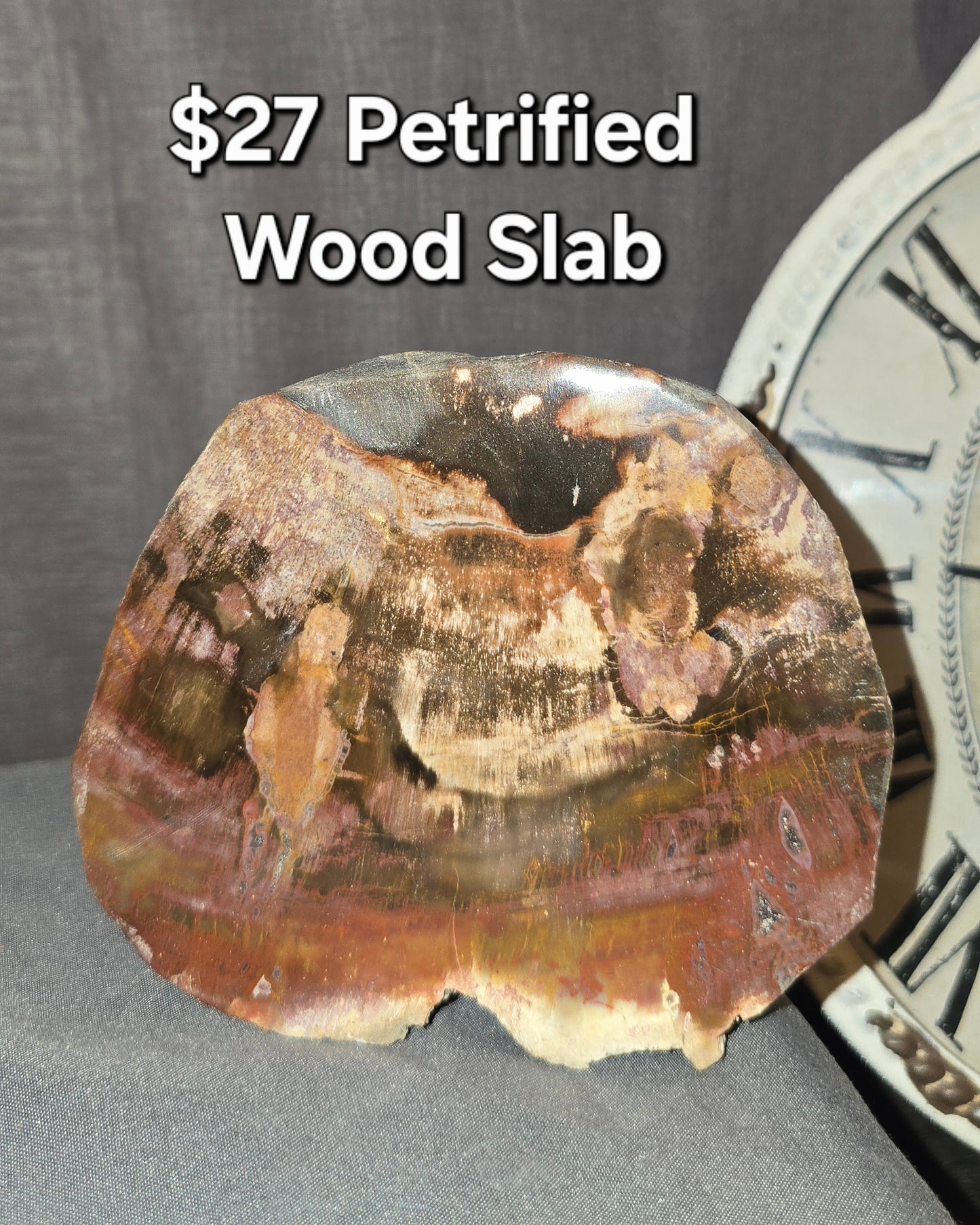 Petrified Wood Slab