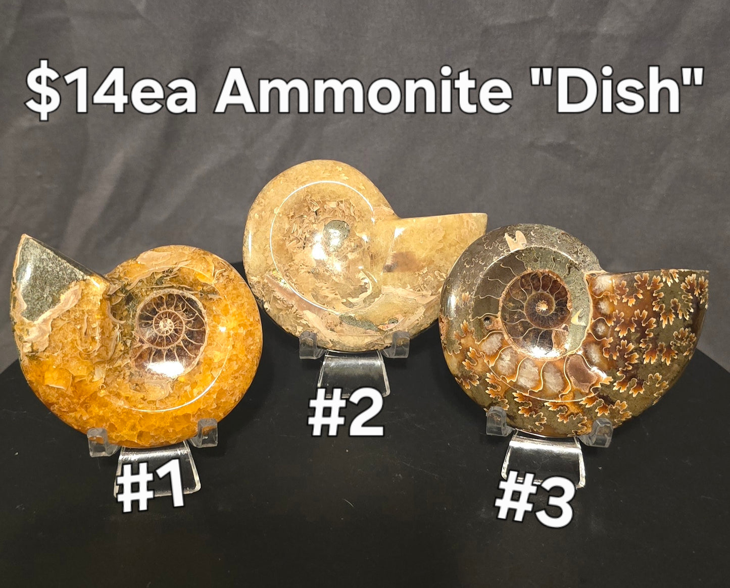 S0242 Ammonite "Dish"