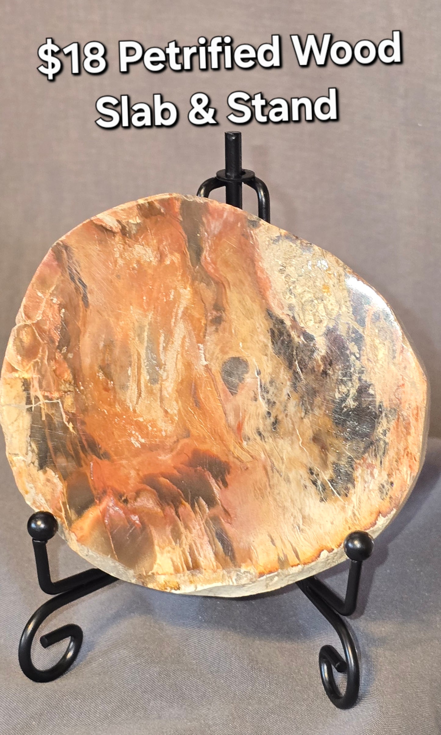 Petrified Wood Slab & Stand