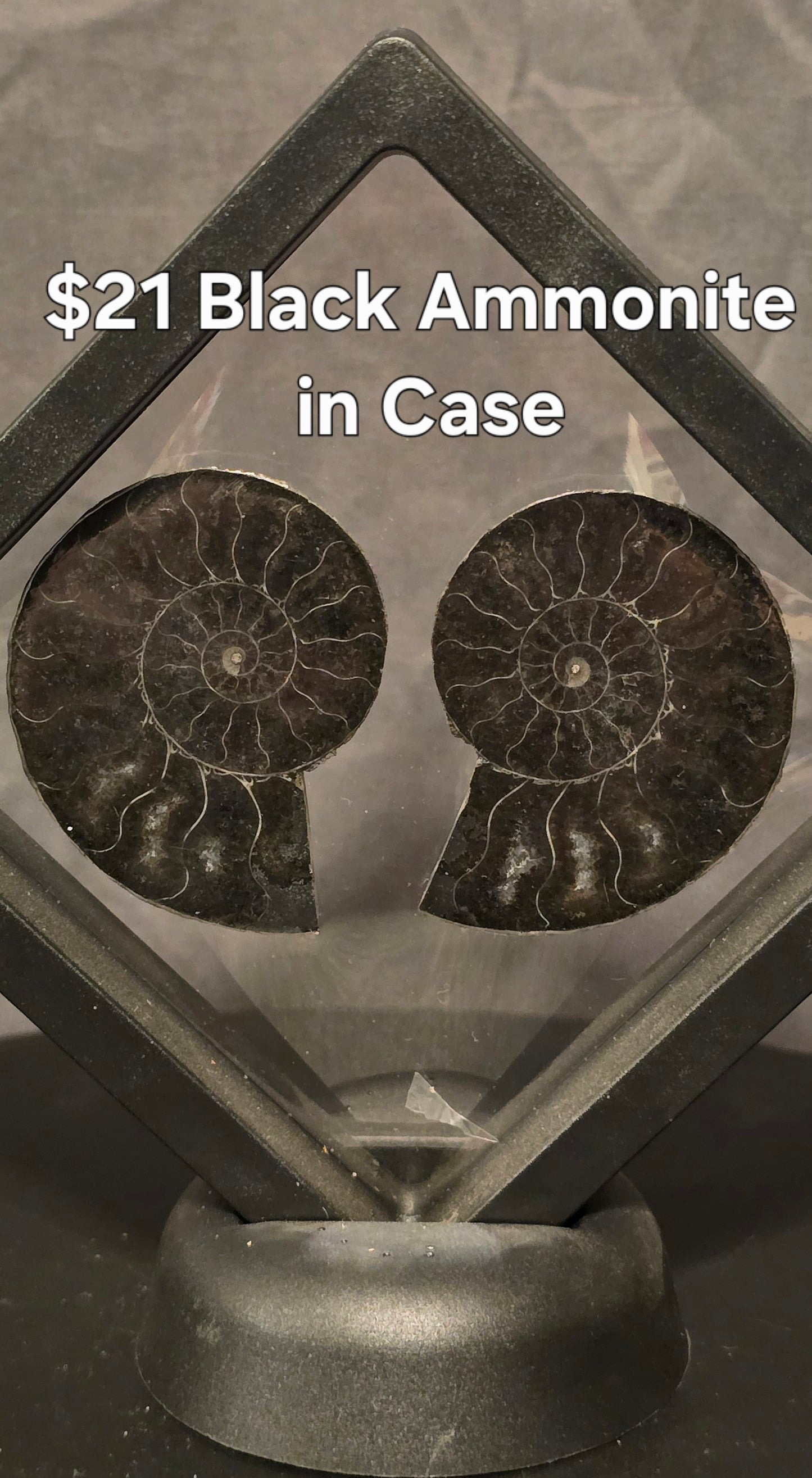S0244 Black Ammonite in Case