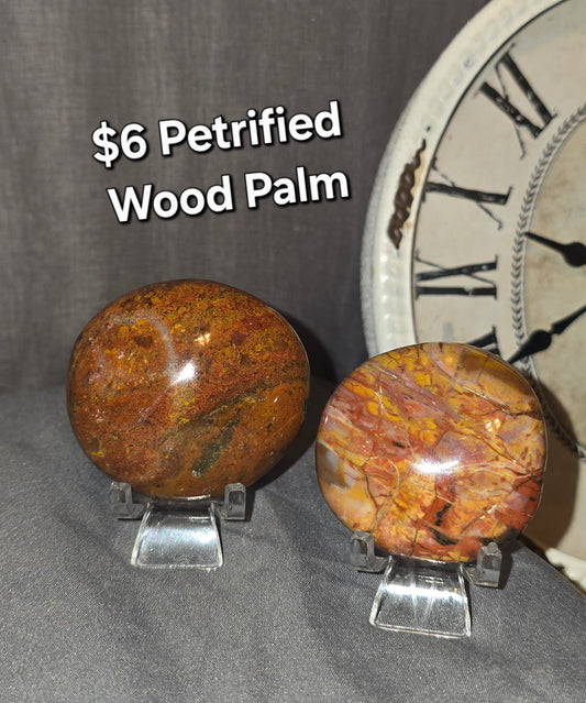 Petrified Wood Palm