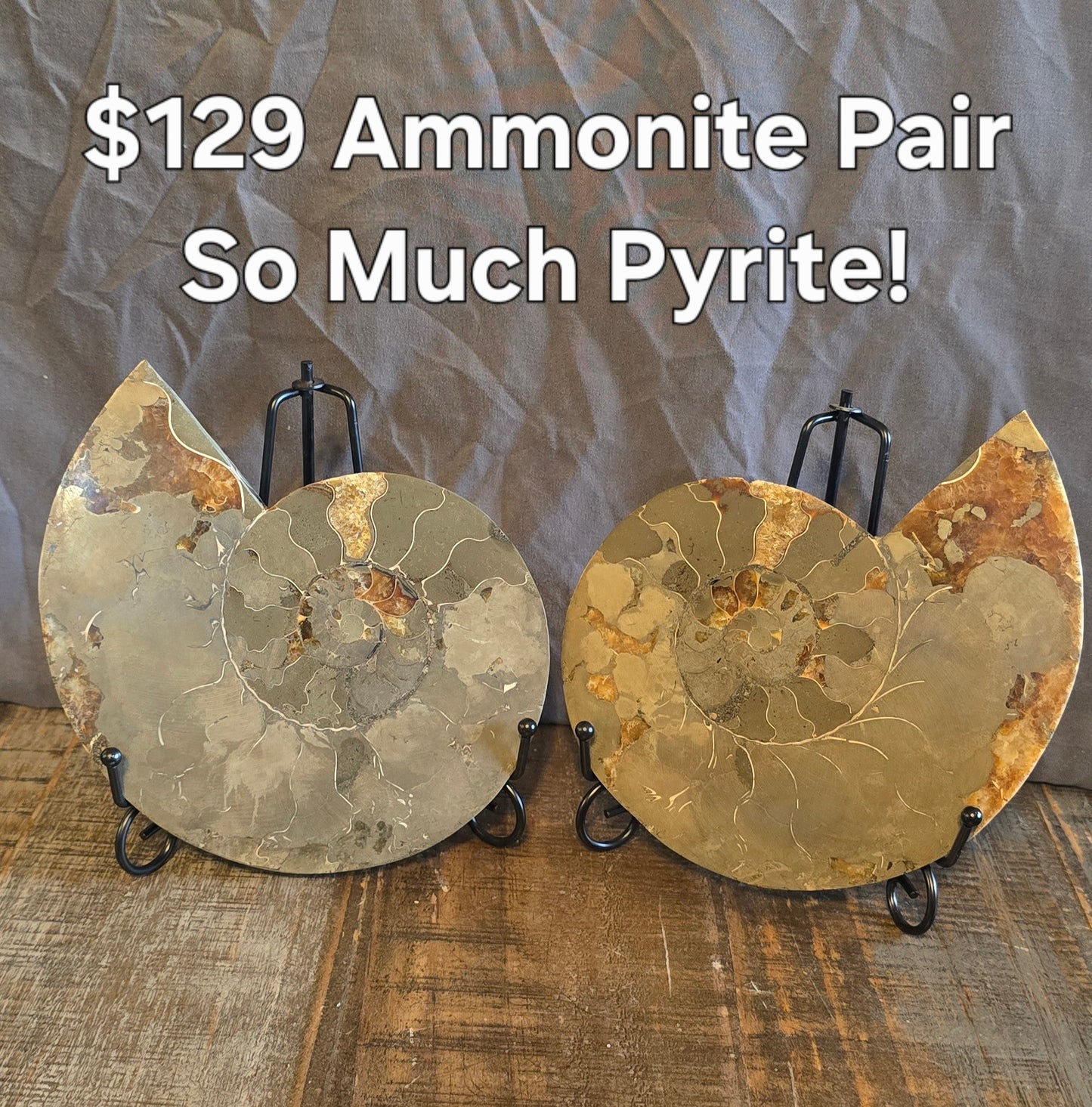 S0237 Ammonite Pair