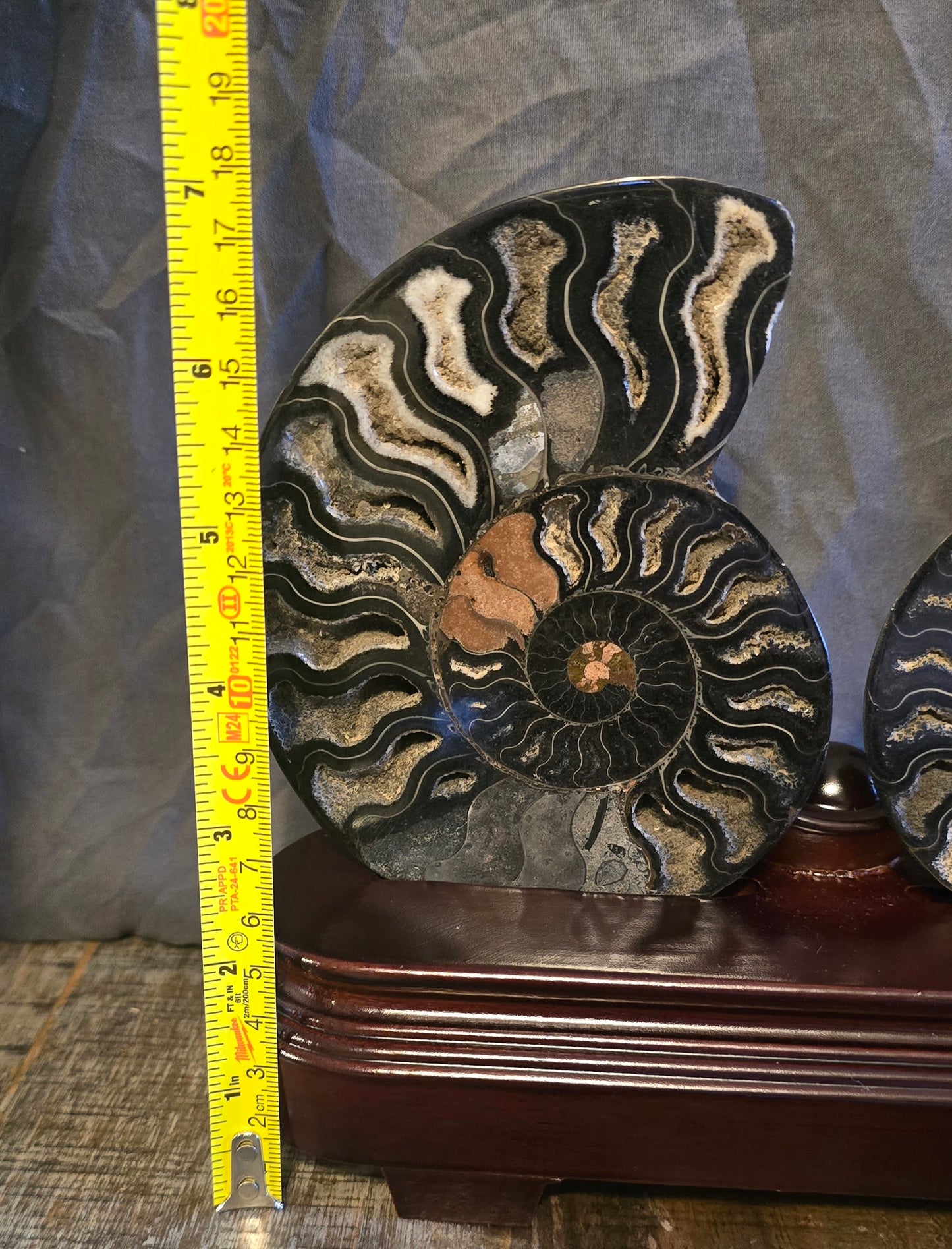 S0233 Ammonite Pair