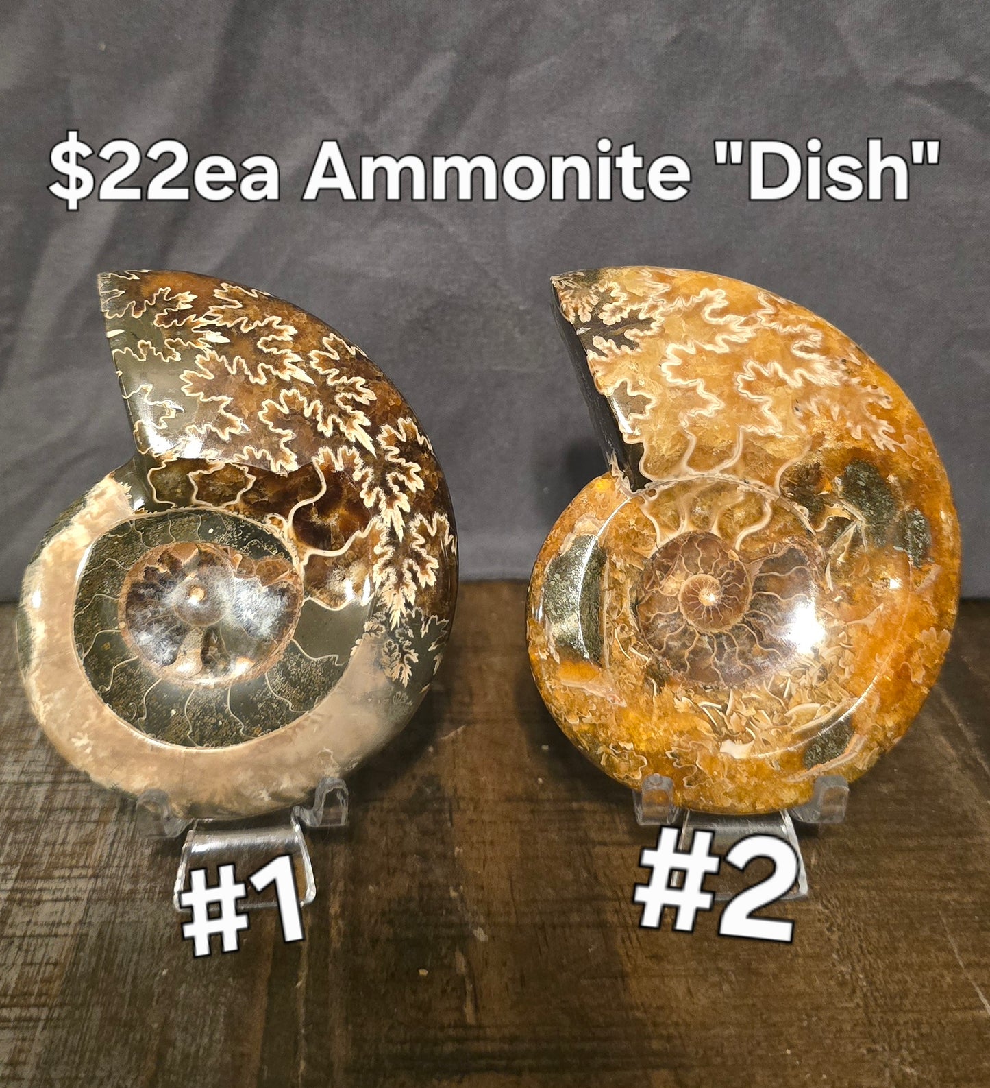 S0241 Ammonite "Dish"