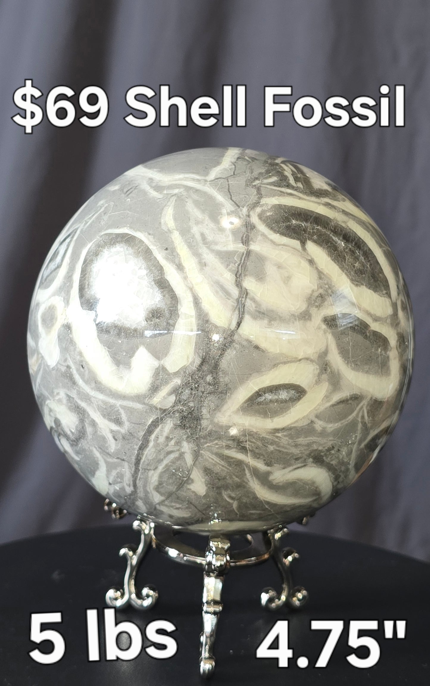 S0473 Shell Fossil Sphere