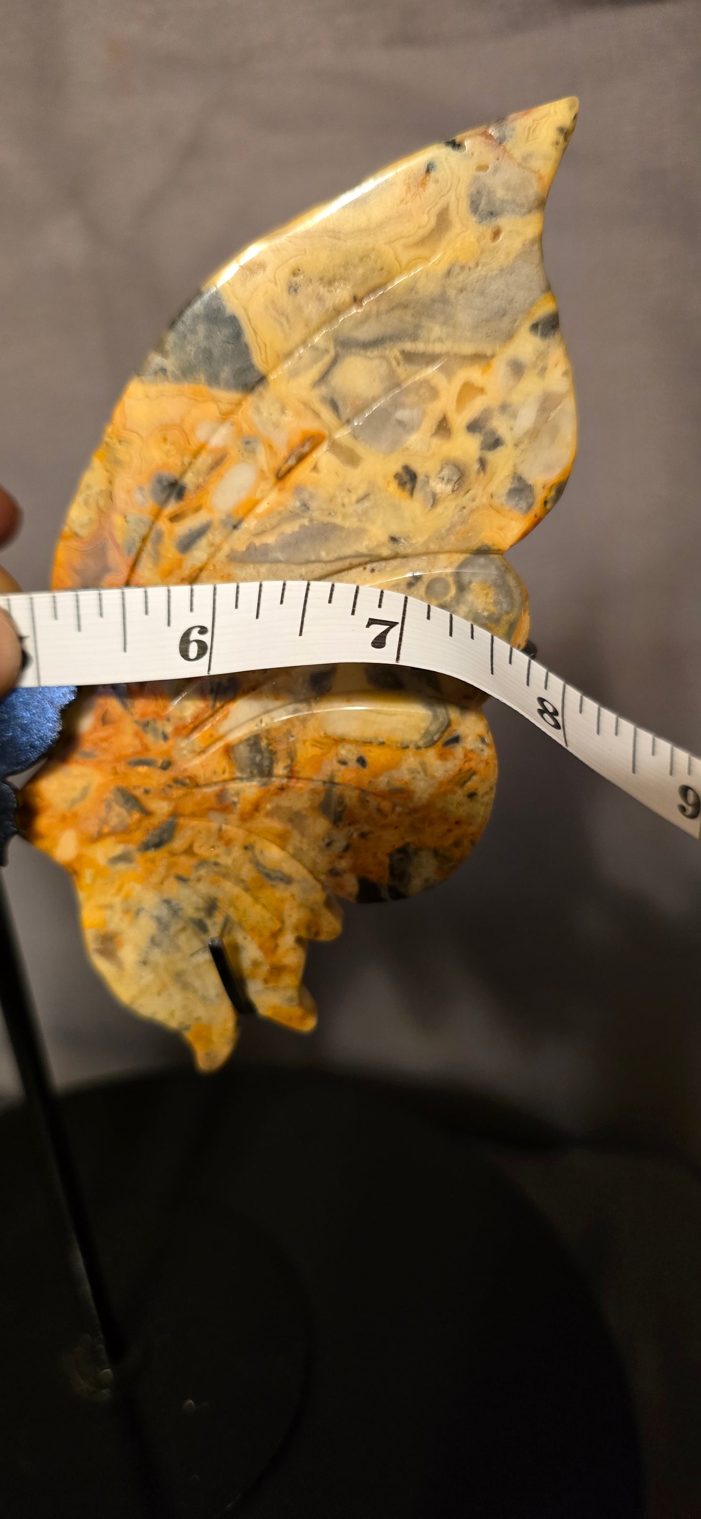 Mexican Crazy Lace Butterfly