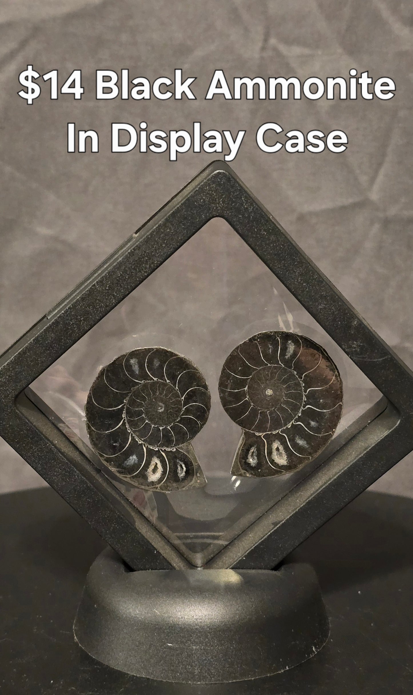 S0247 Black Ammonite Pair in Display Case