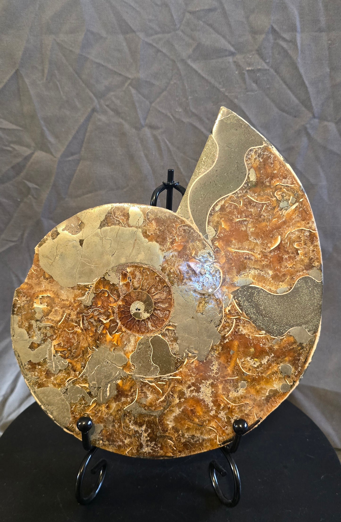S0240 Ammonite Half