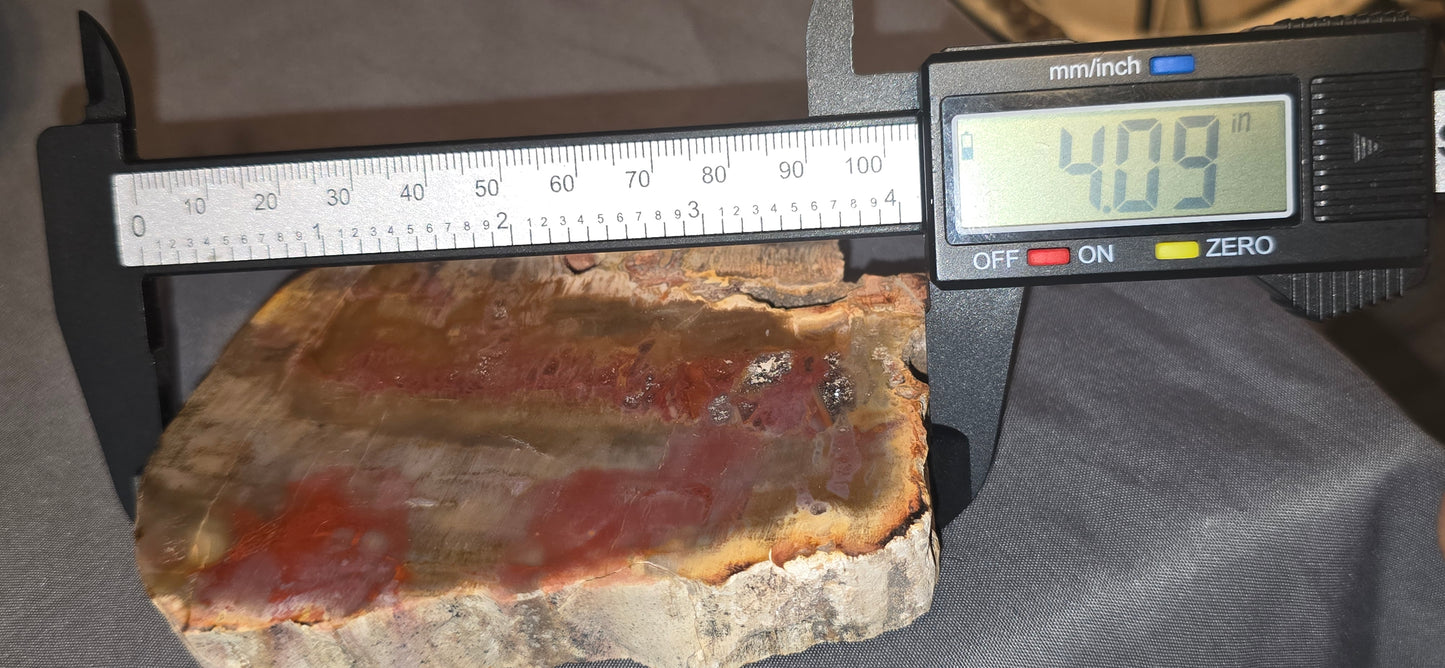 Petrified Wood Slab