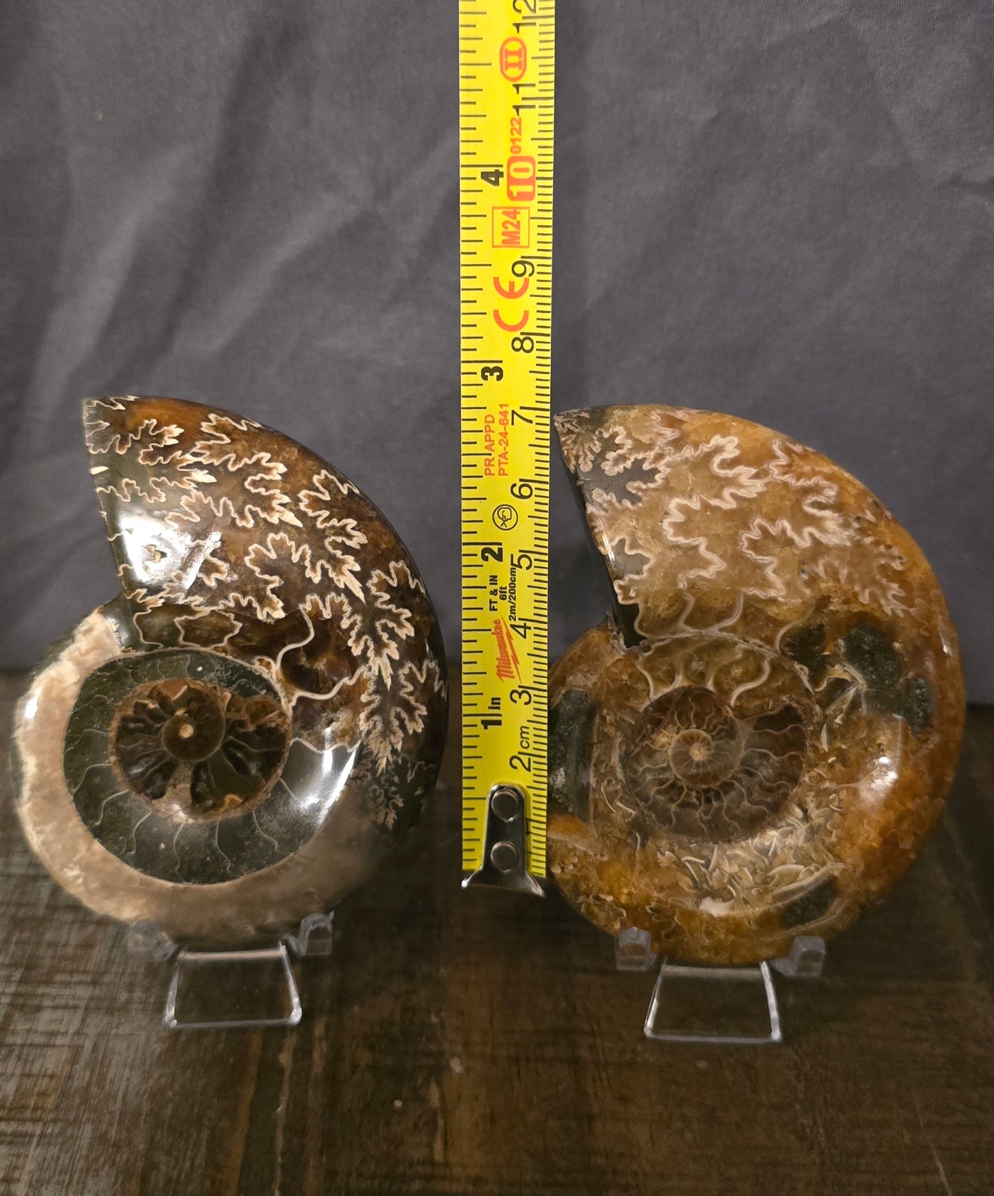 S0241 Ammonite "Dish"